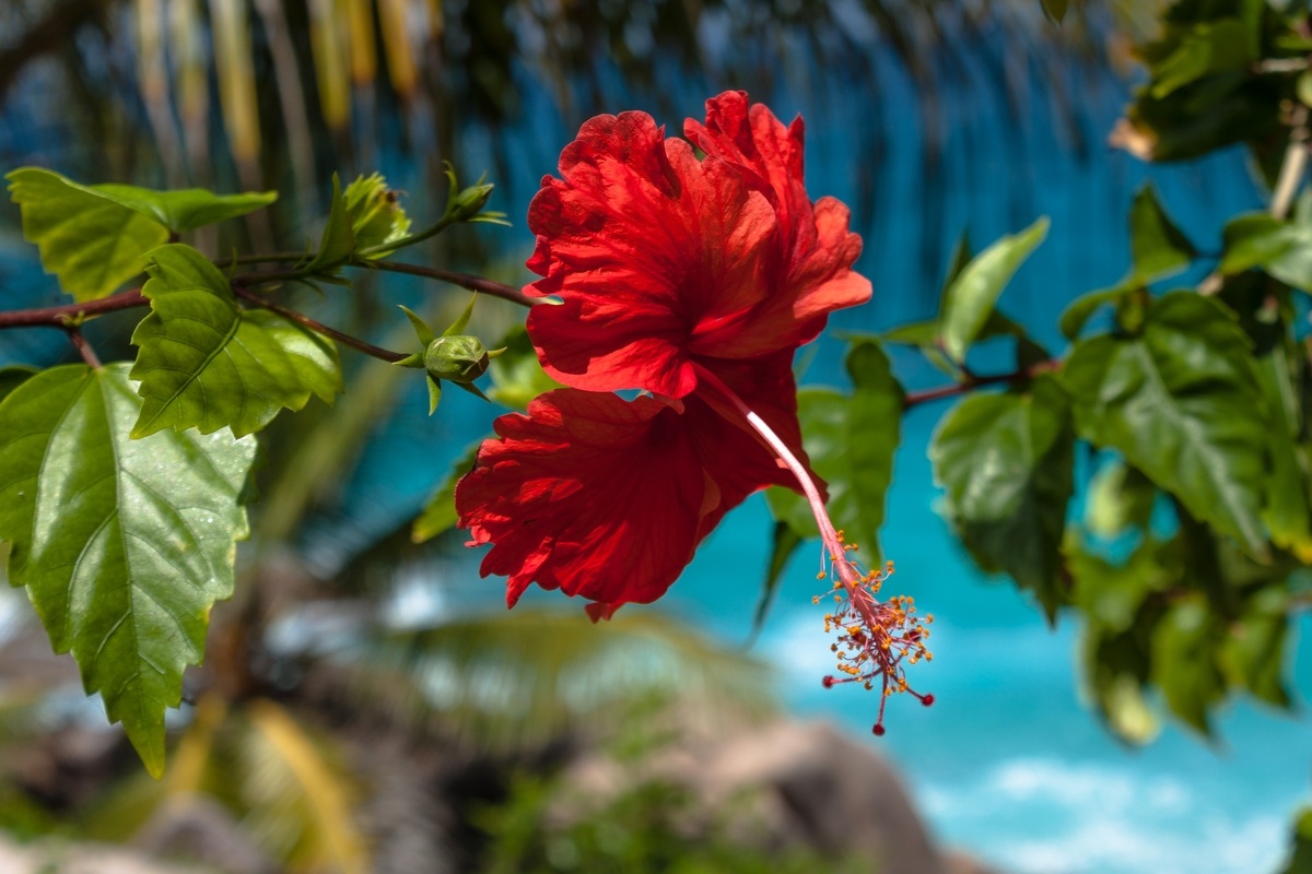 Seychelles - Hibiscus