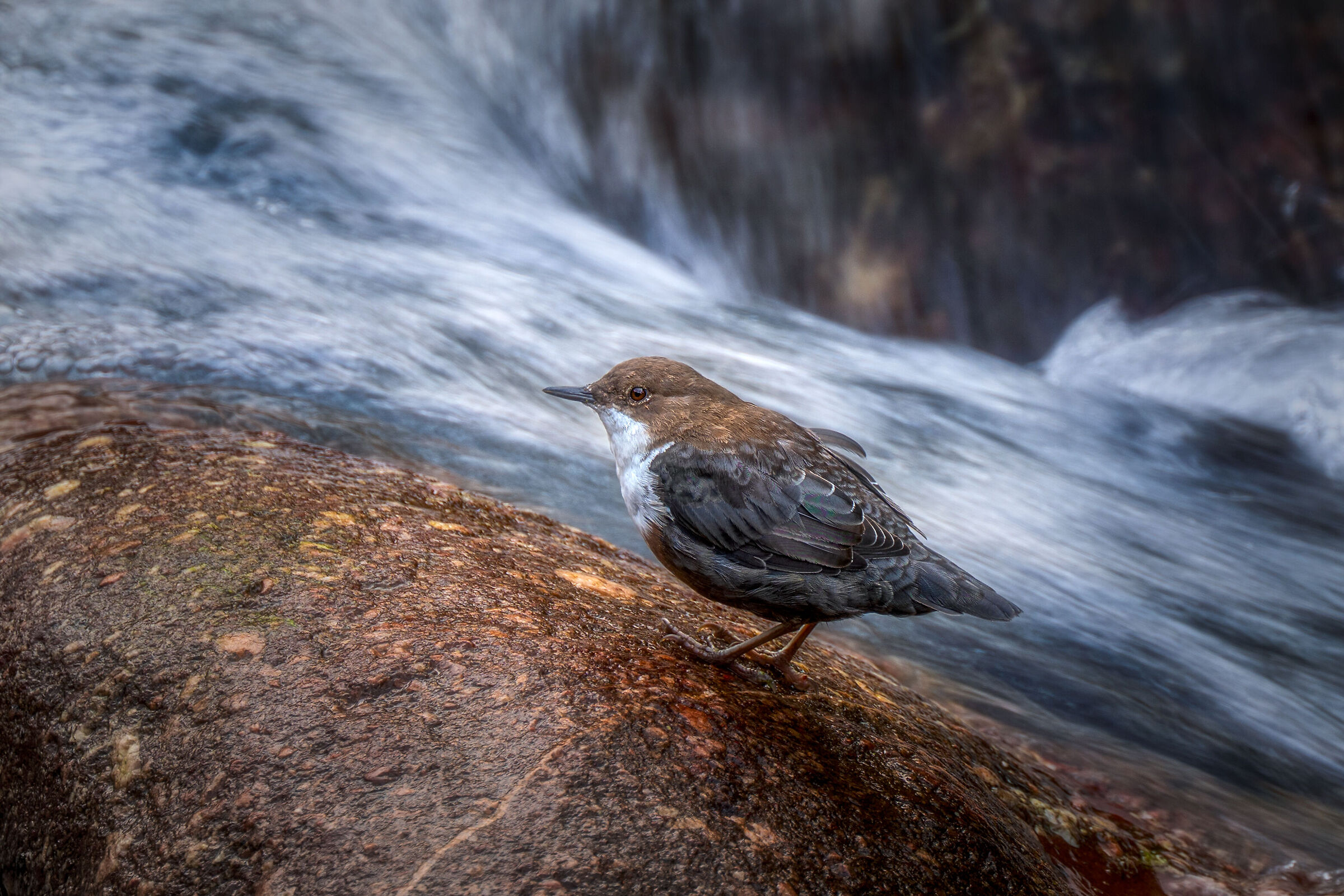 White-throated dipper