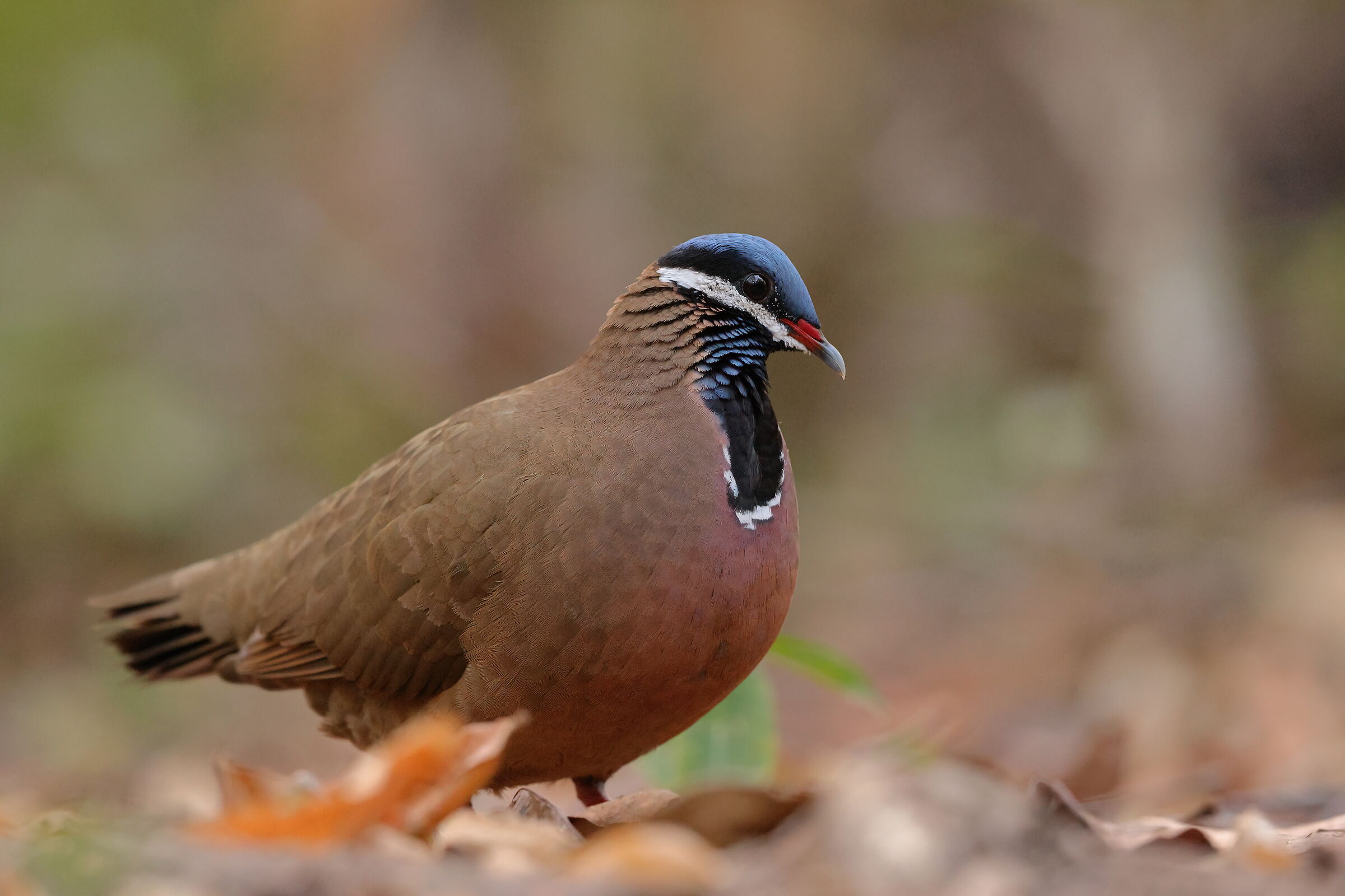 Blue-headed quail dove