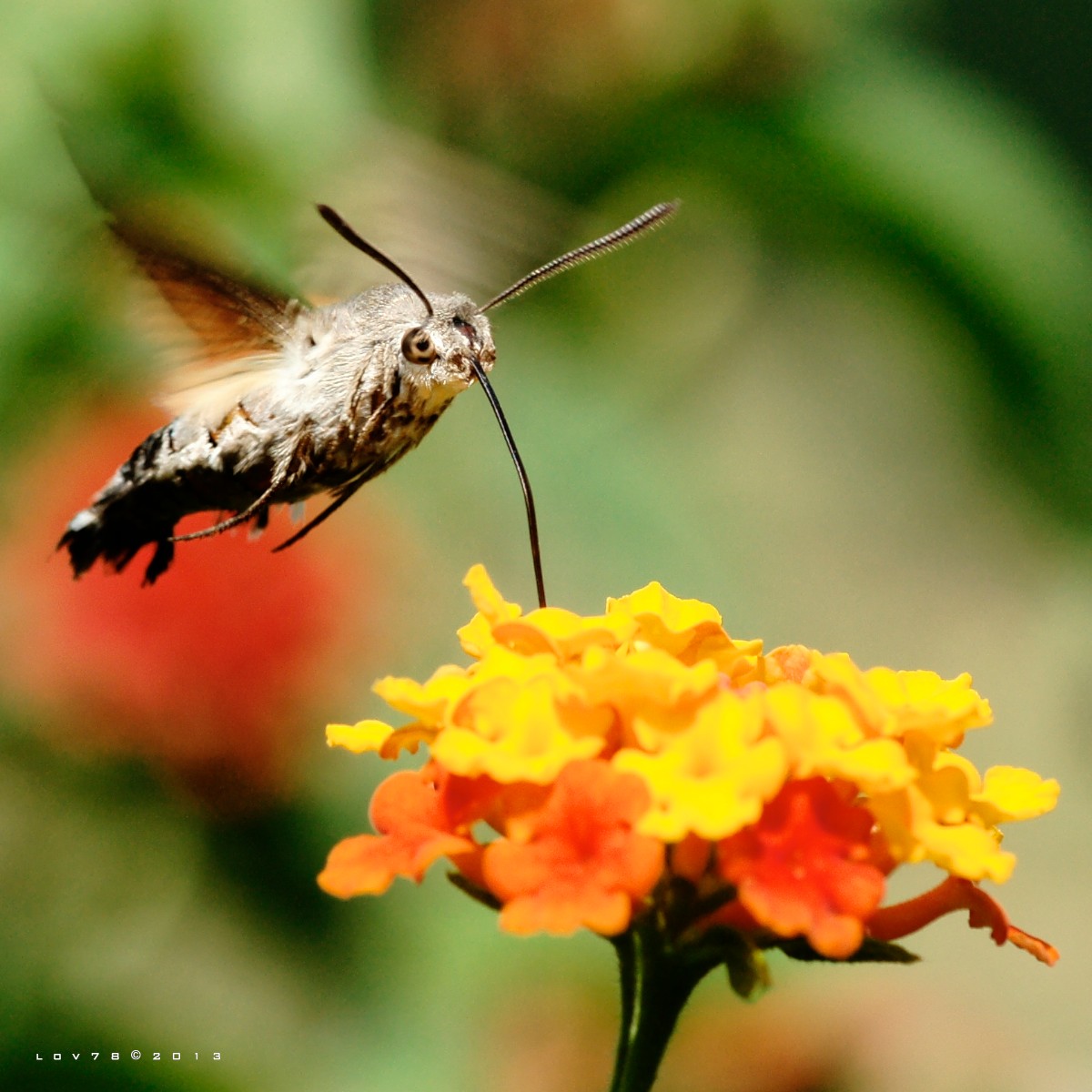 Macroglossum stellatarum farfalla colibrì