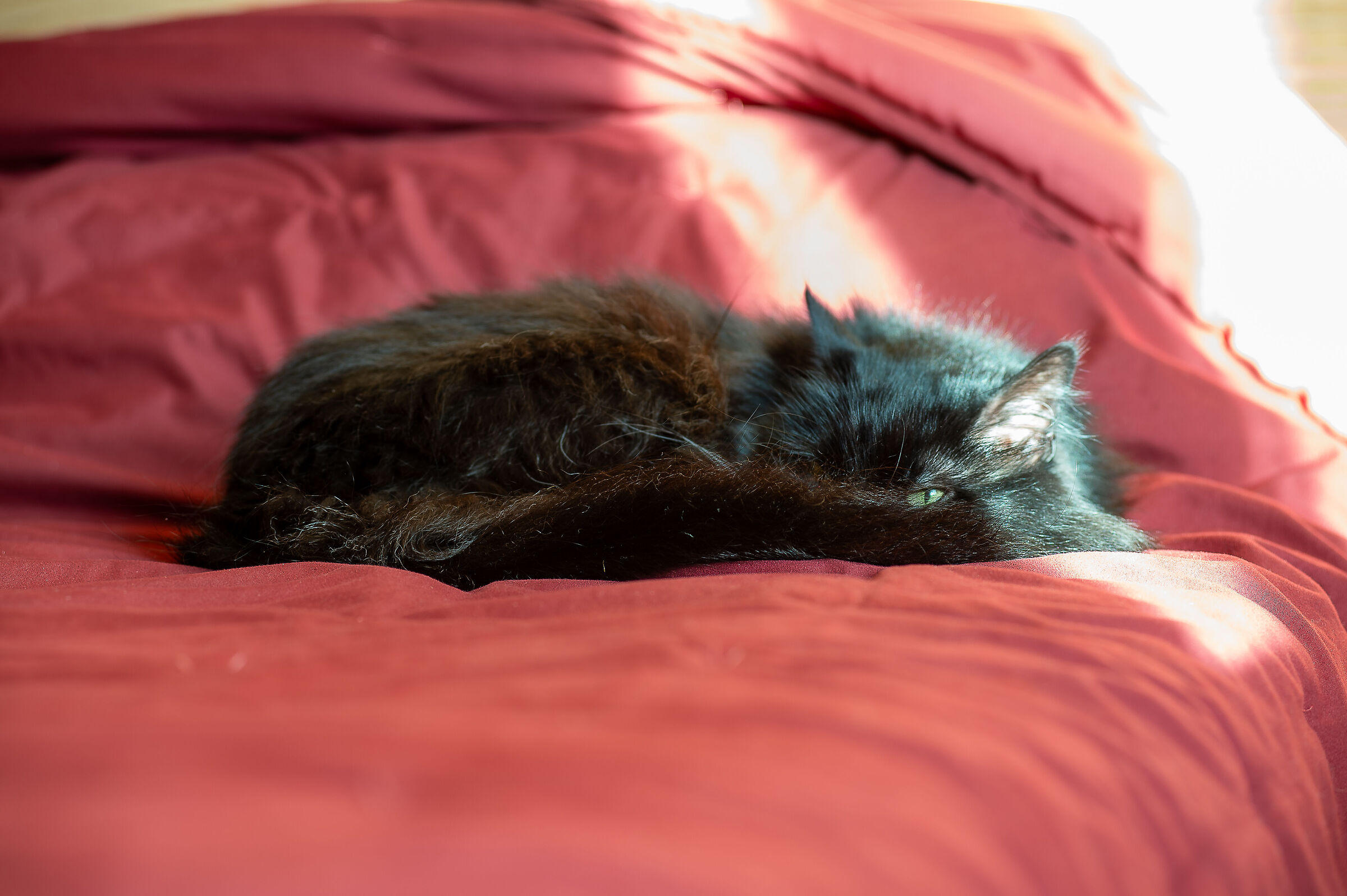 ...i see you stupid human.