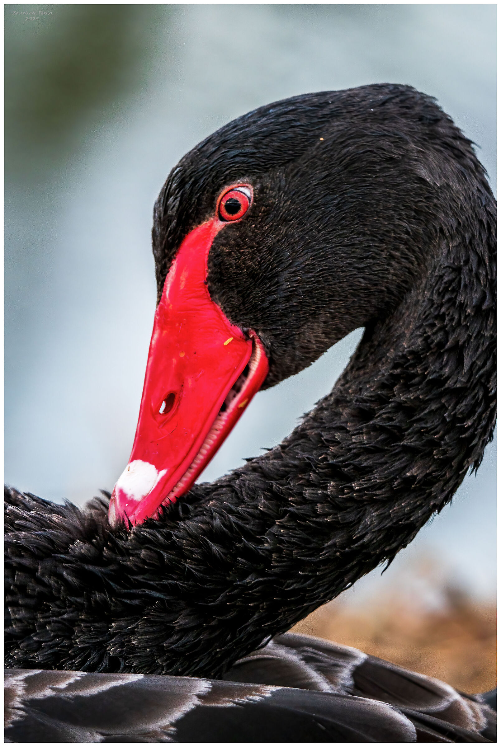 Portrait of black swan in the wild