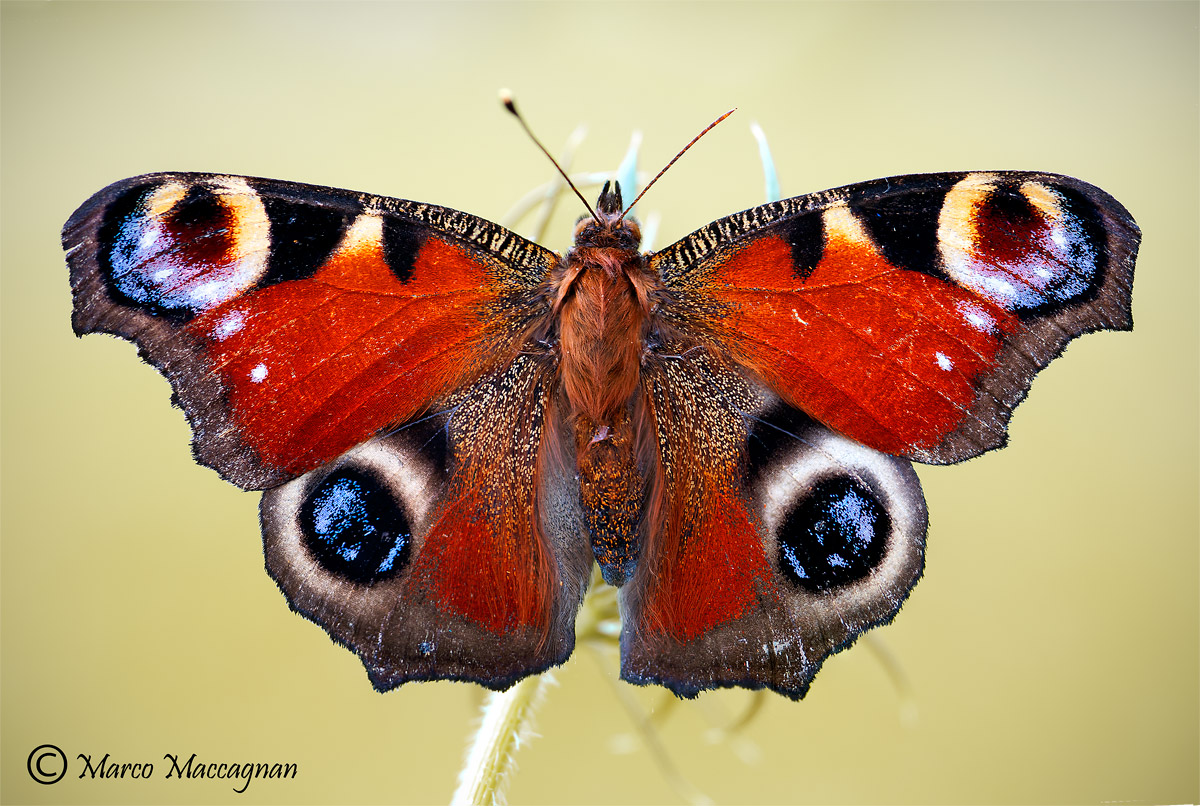 vanessa occhio di pavone