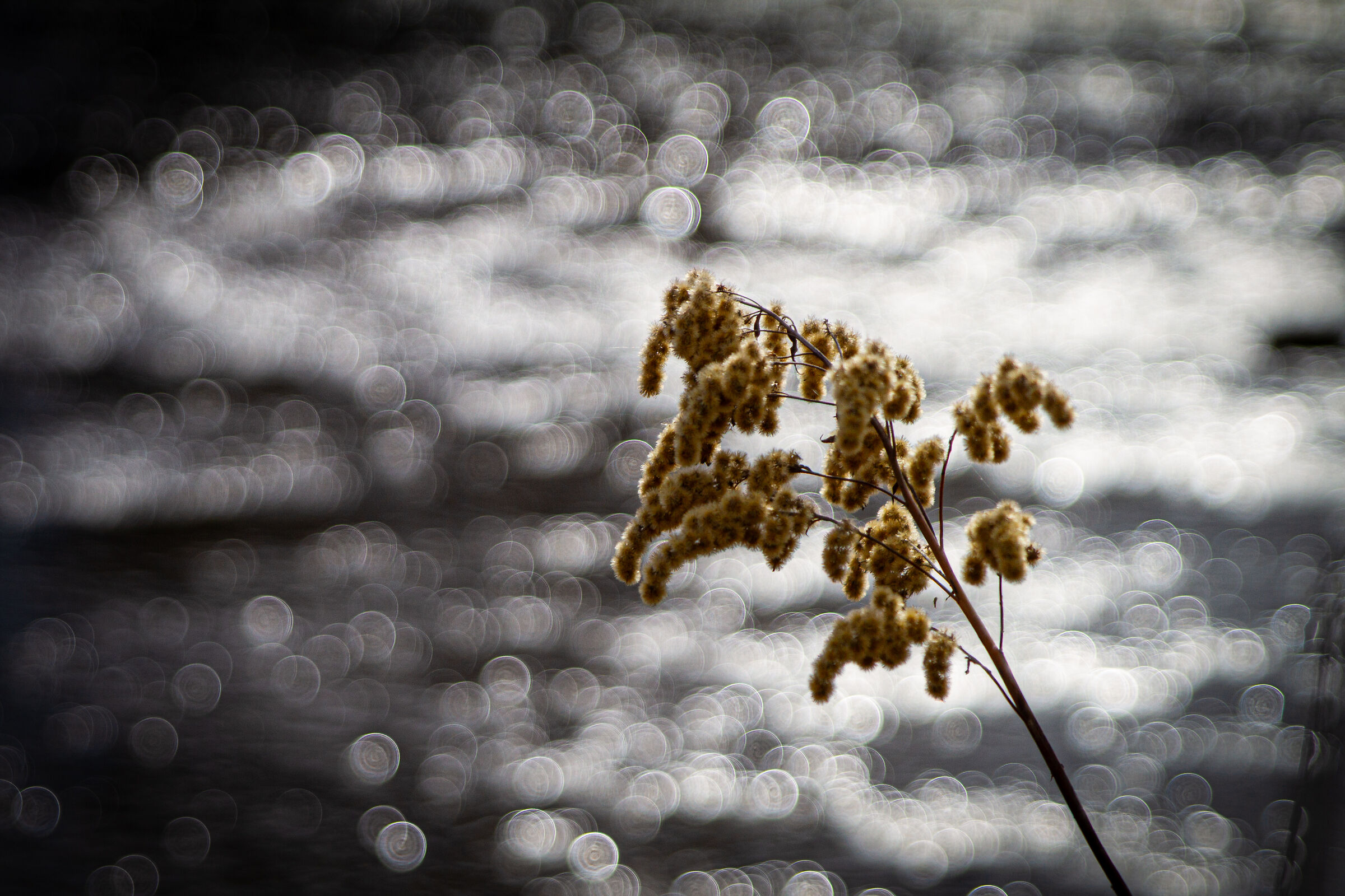 Bubbles