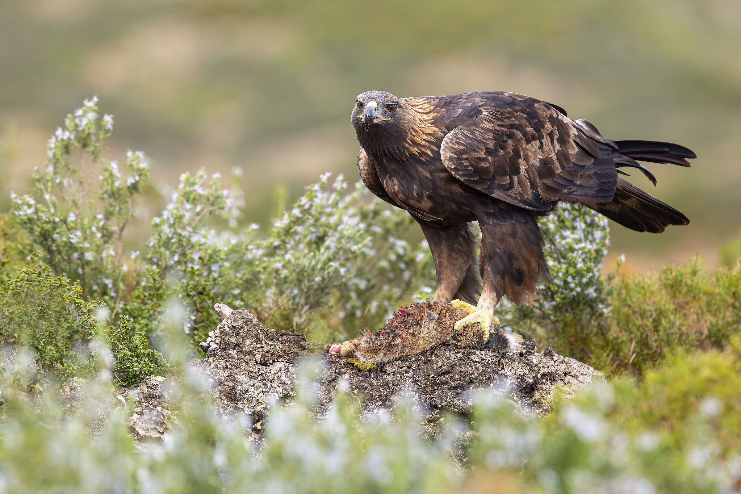 Golden eagle