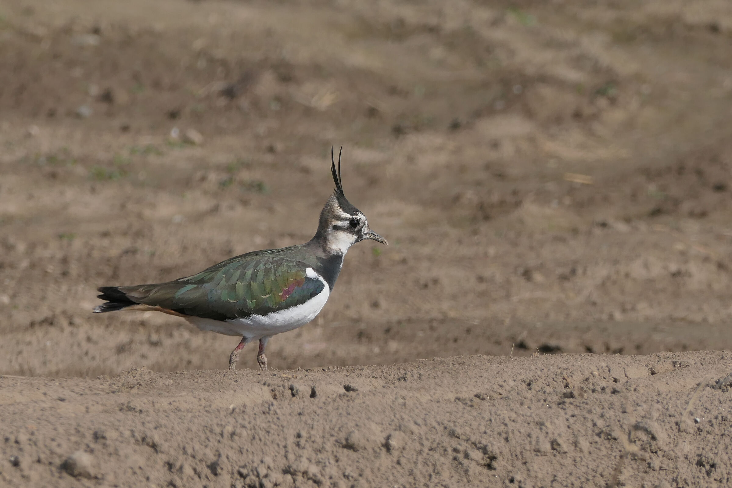 Lapwing