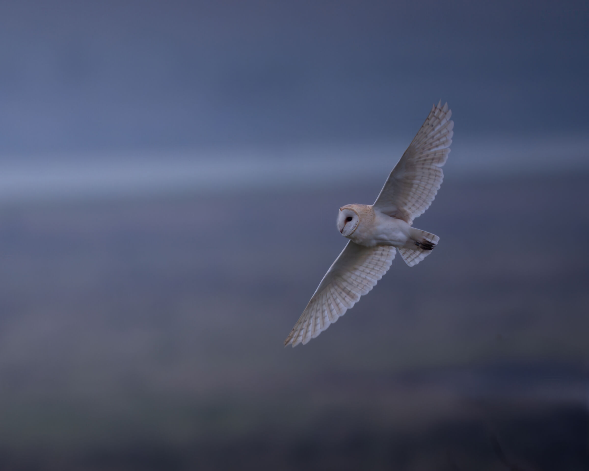 Barn owls in flight