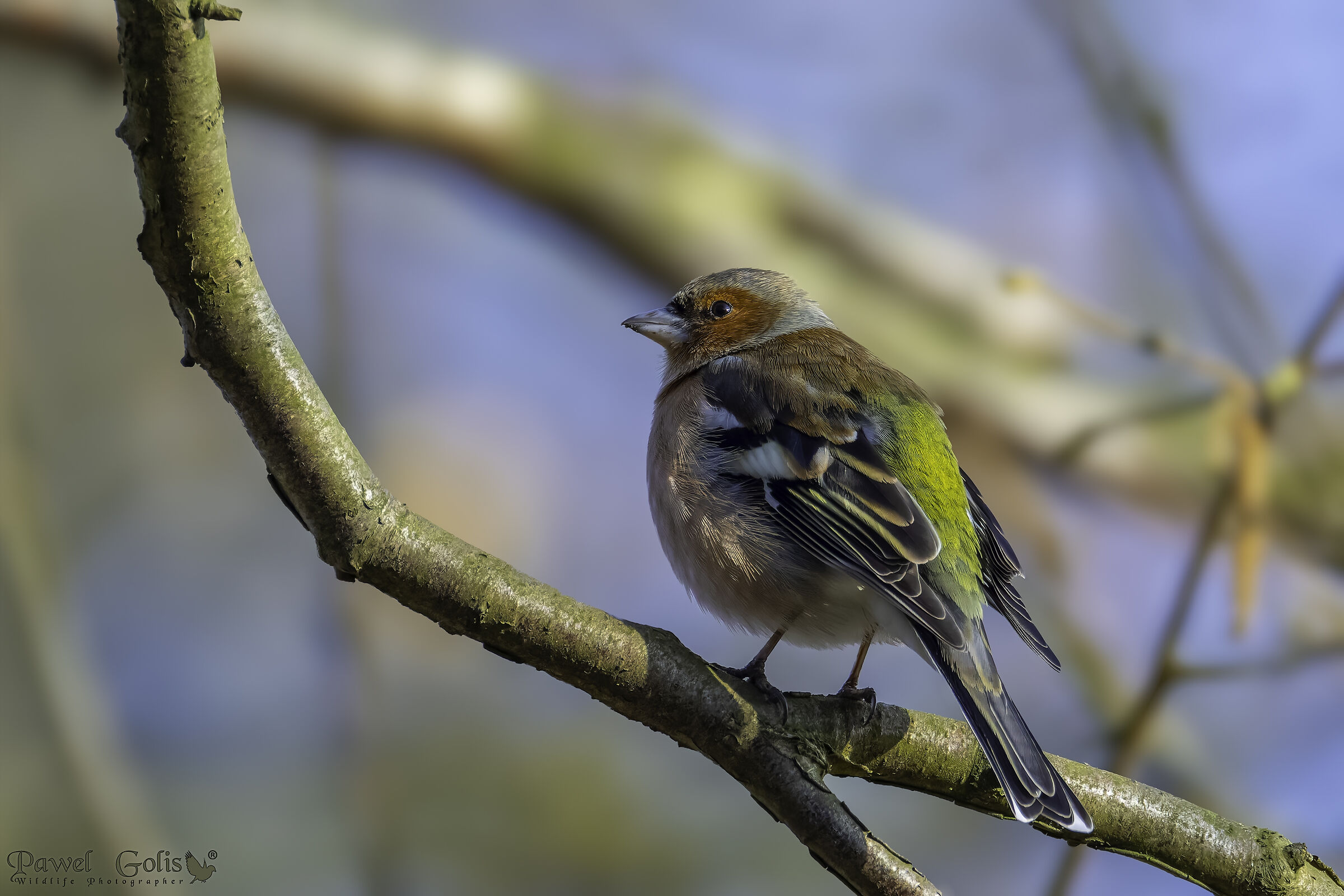 Common chaffinch (Fringilla coelebs) ?