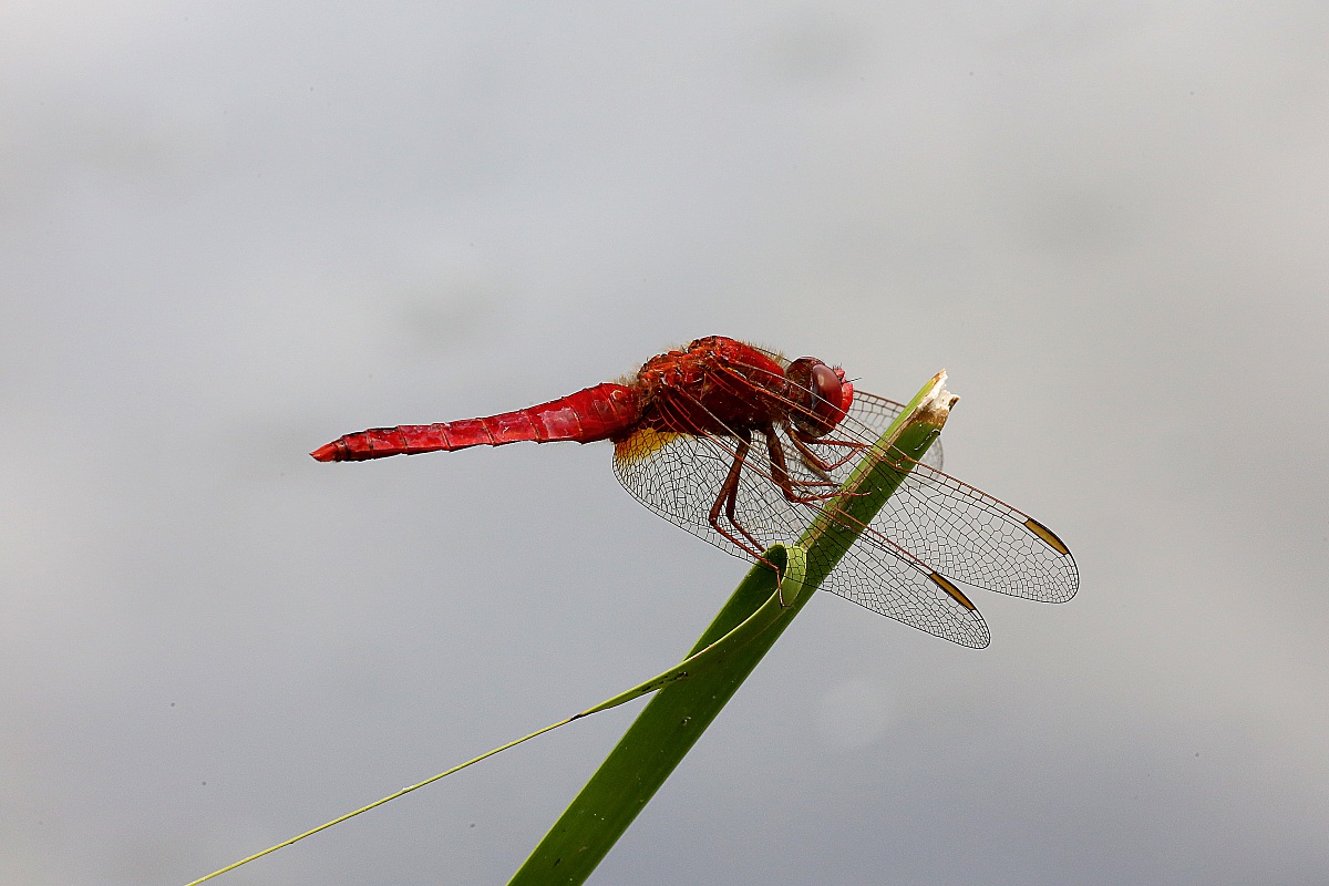 dragonfly