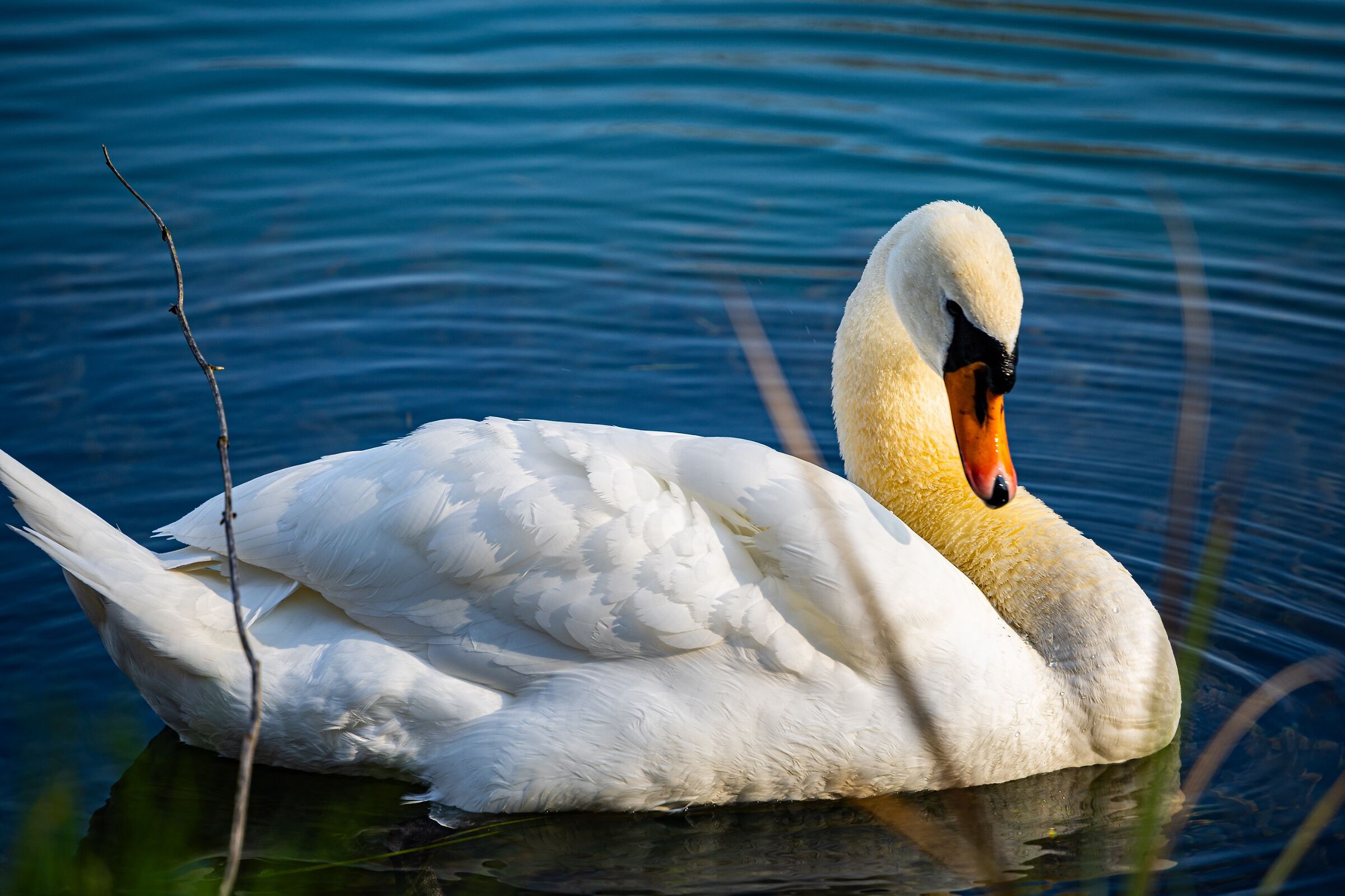 Un cigno a Trezzo sull'Adda