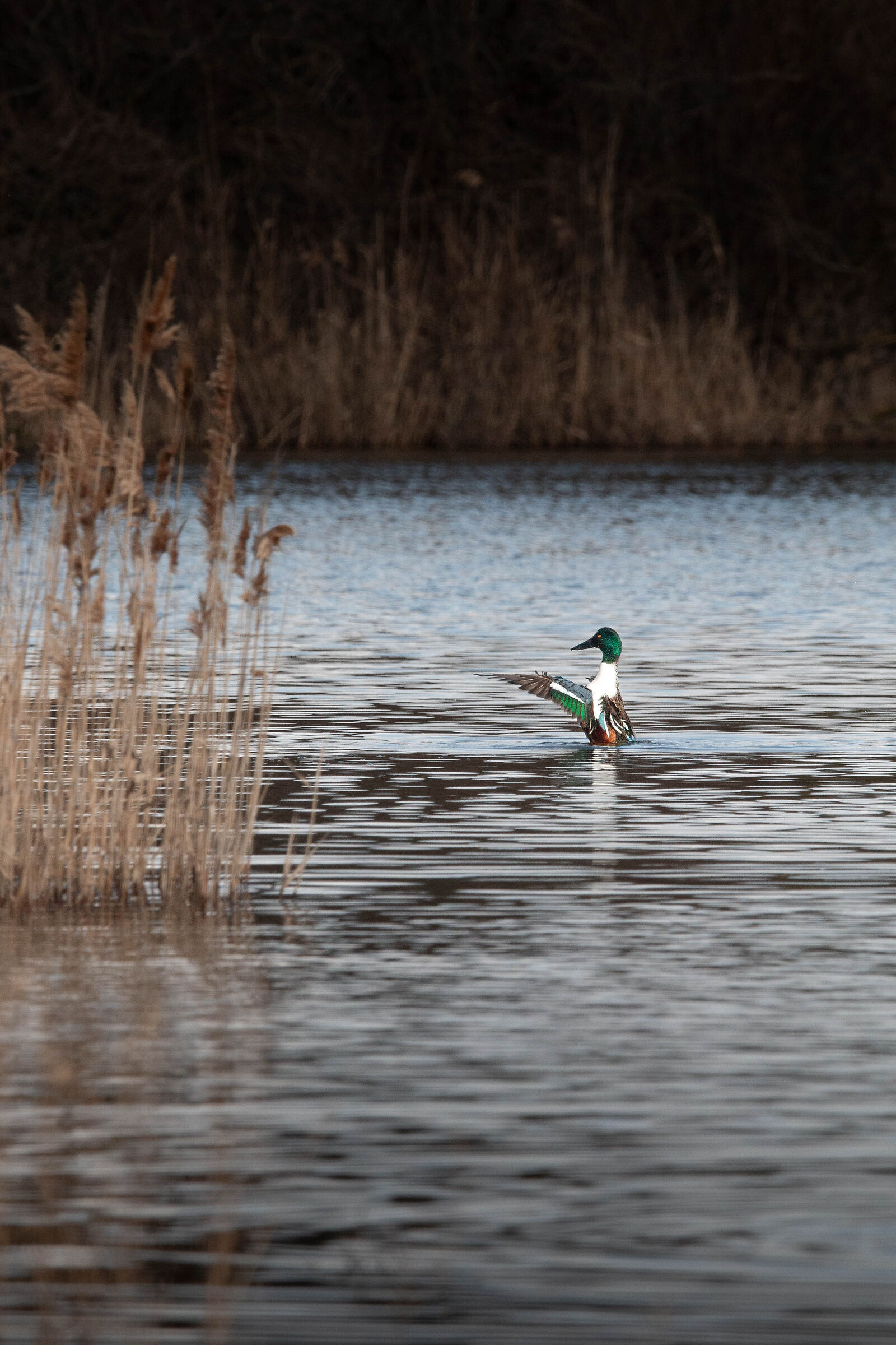 Winged shoveler
