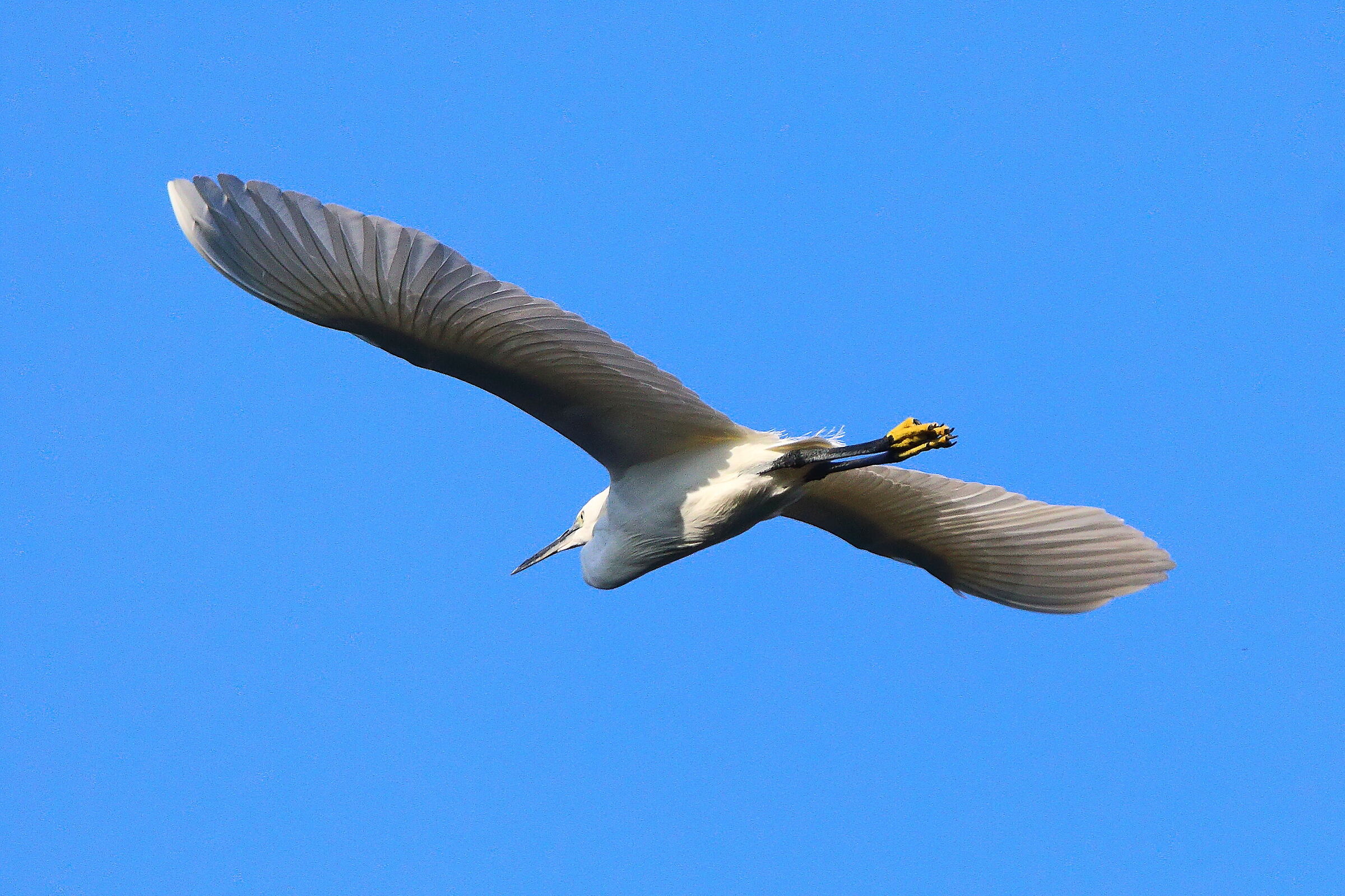 Garzetta 30 ottobre 2024 - 0126