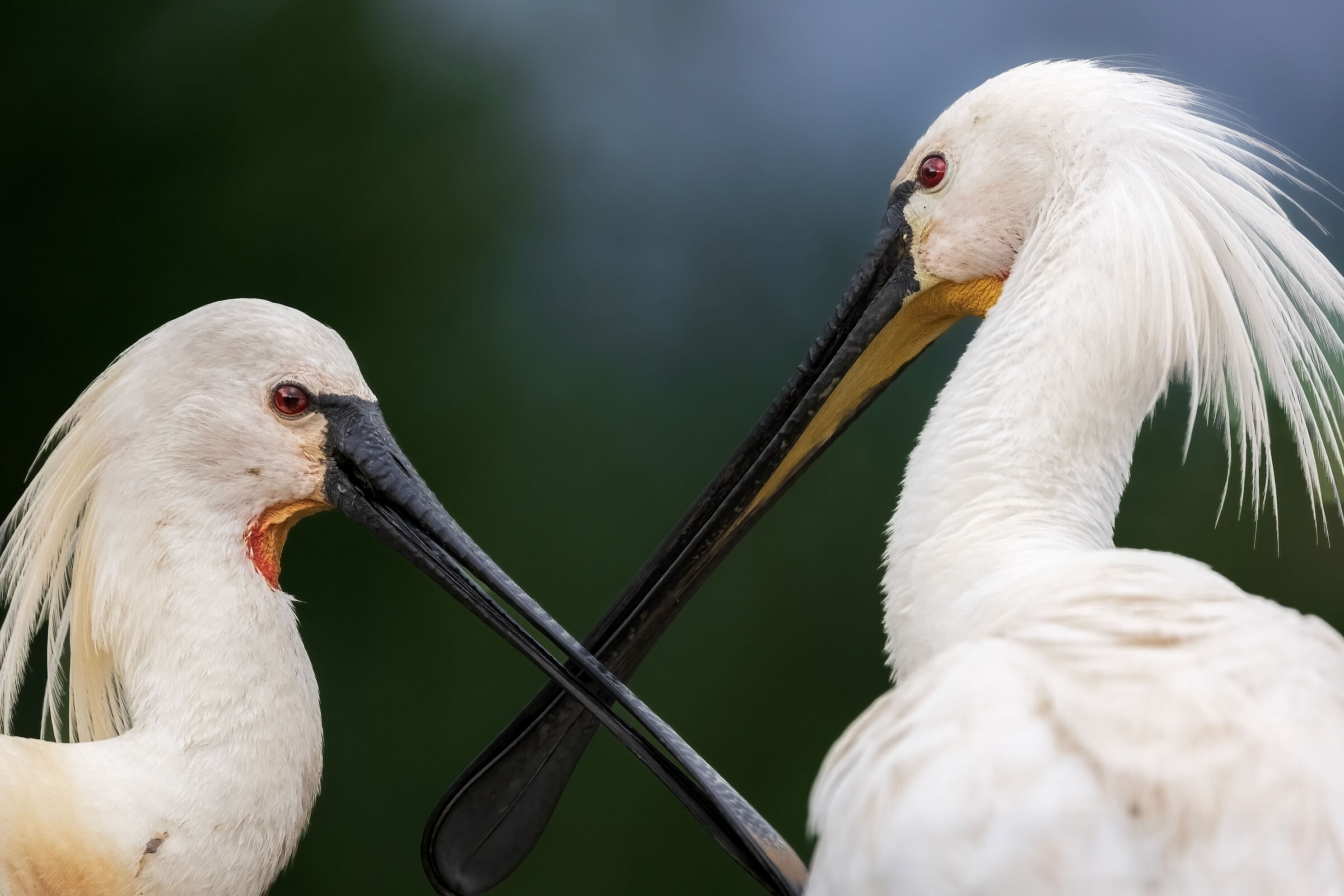 Spoonbills cross