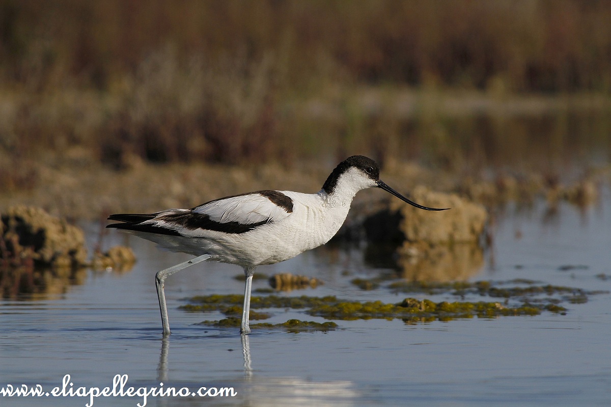 passeggiando su e giu