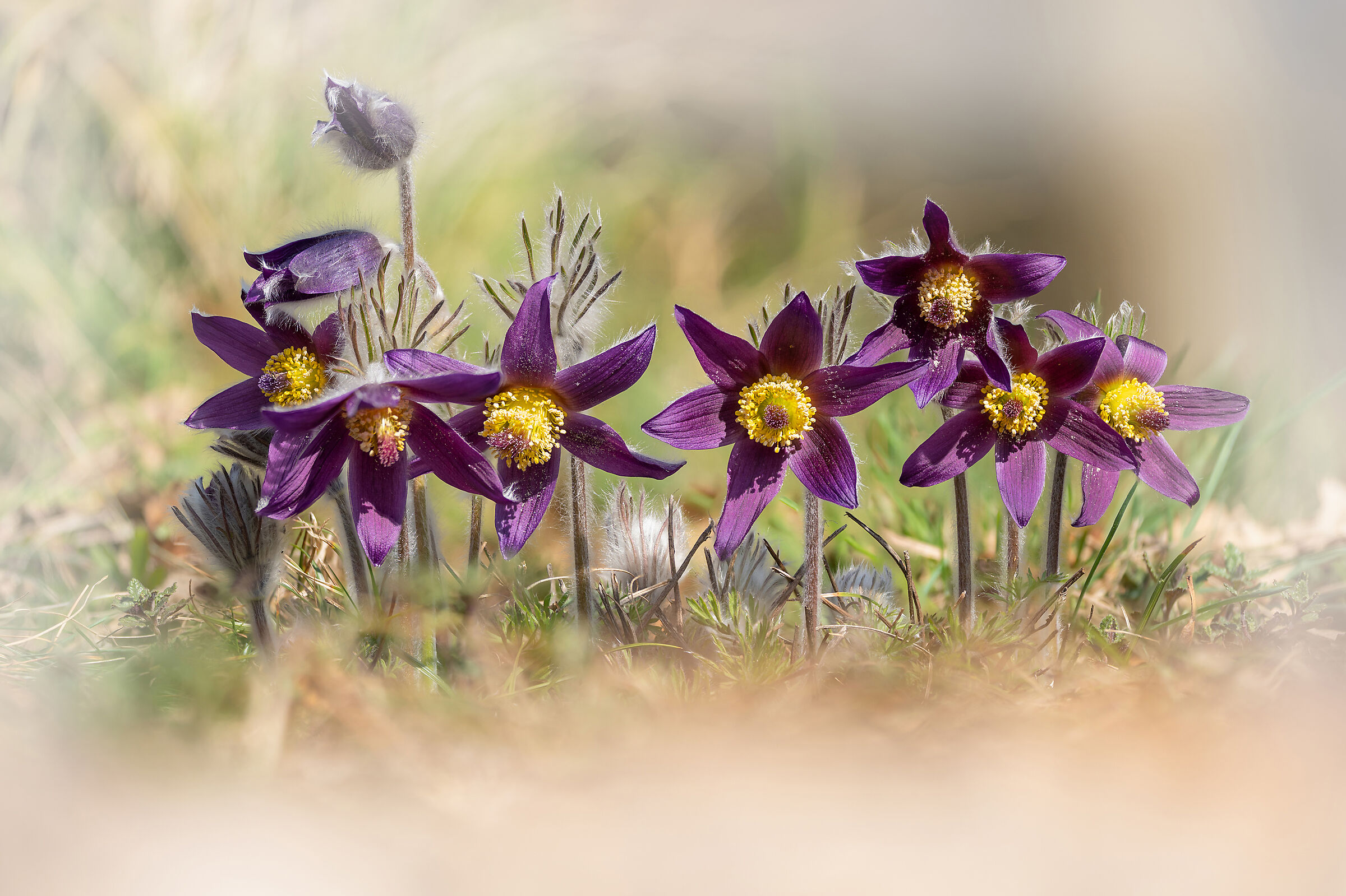 Pulsatilla