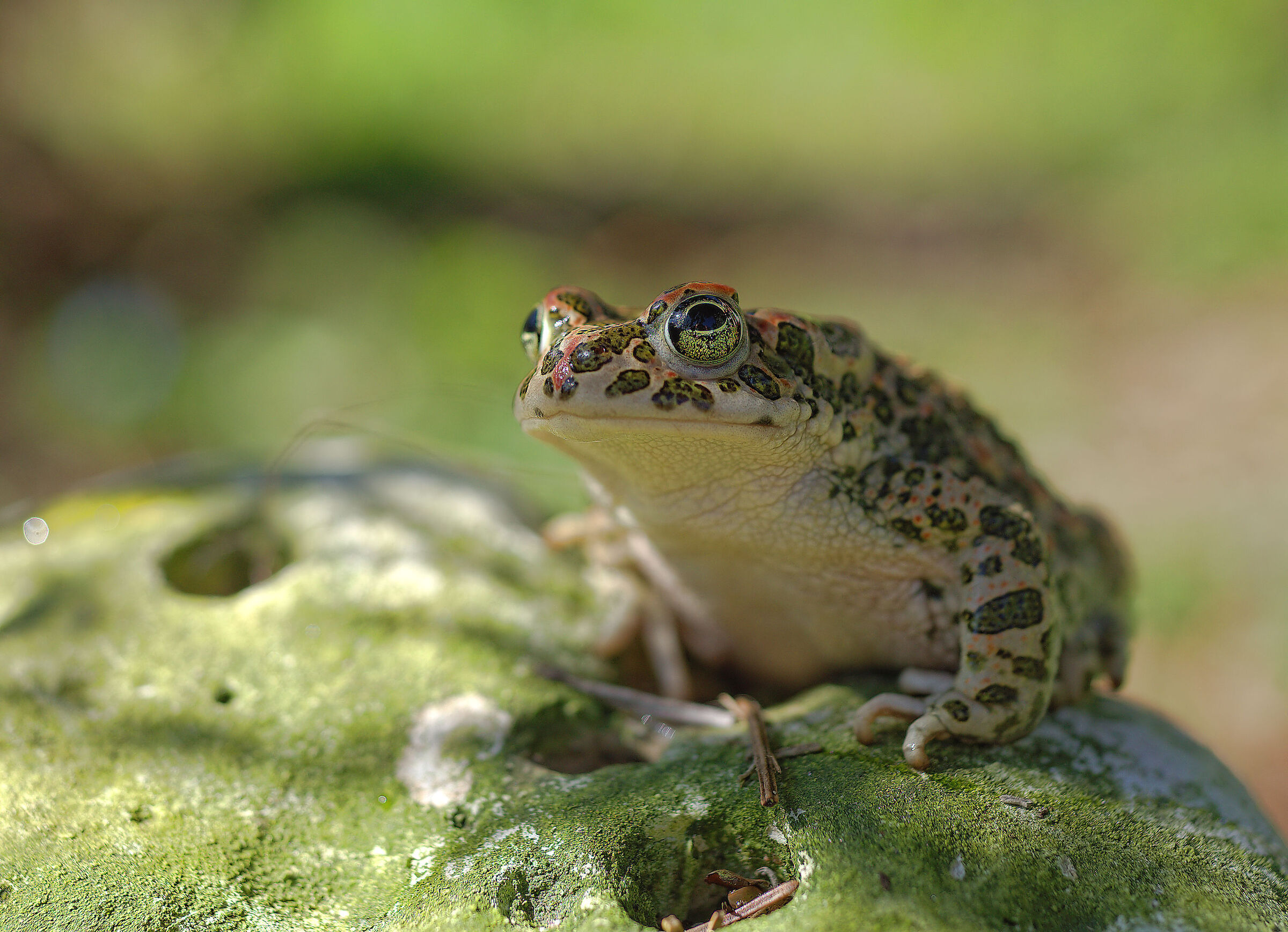 Rospo smeraldino femmina