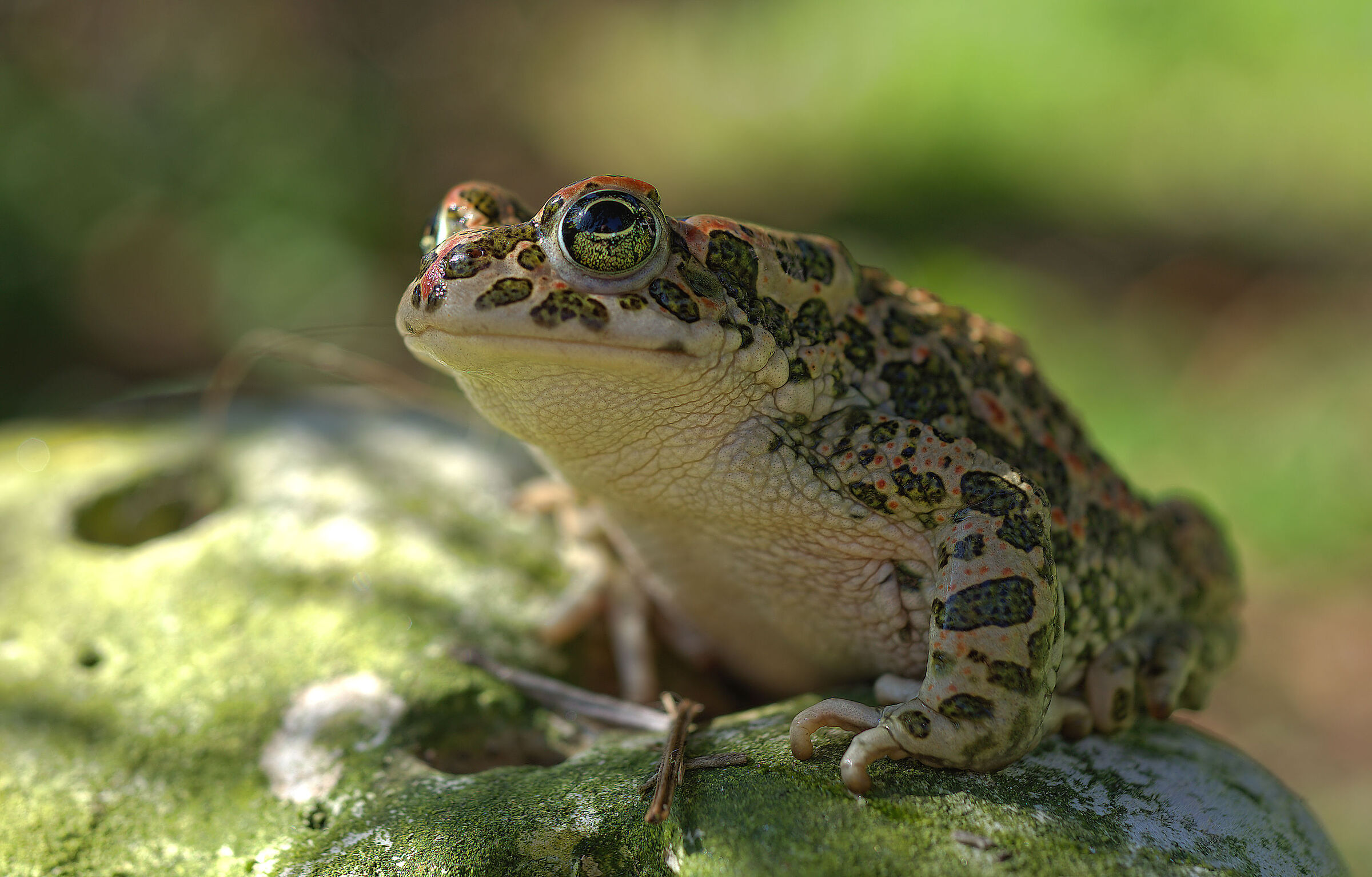 Rospo smeraldino femmina