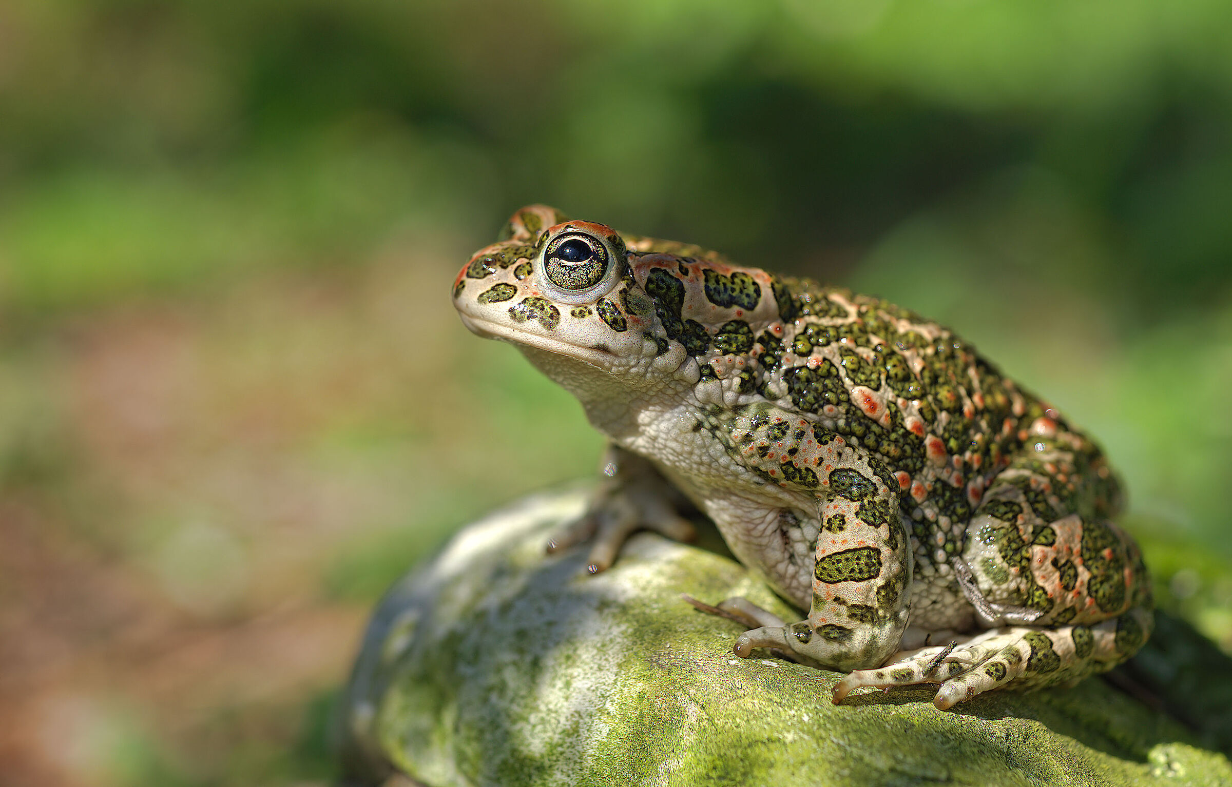 Rospo smeraldino femmina