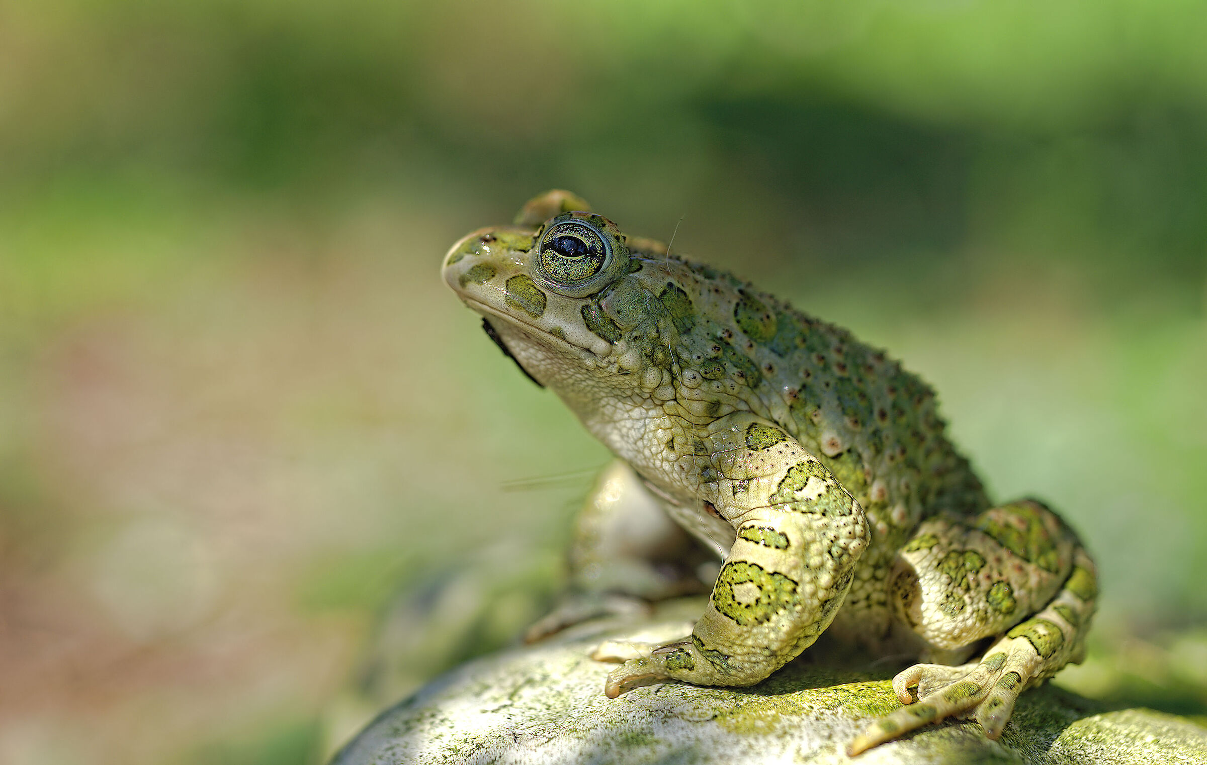 Rospo smeraldino maschio