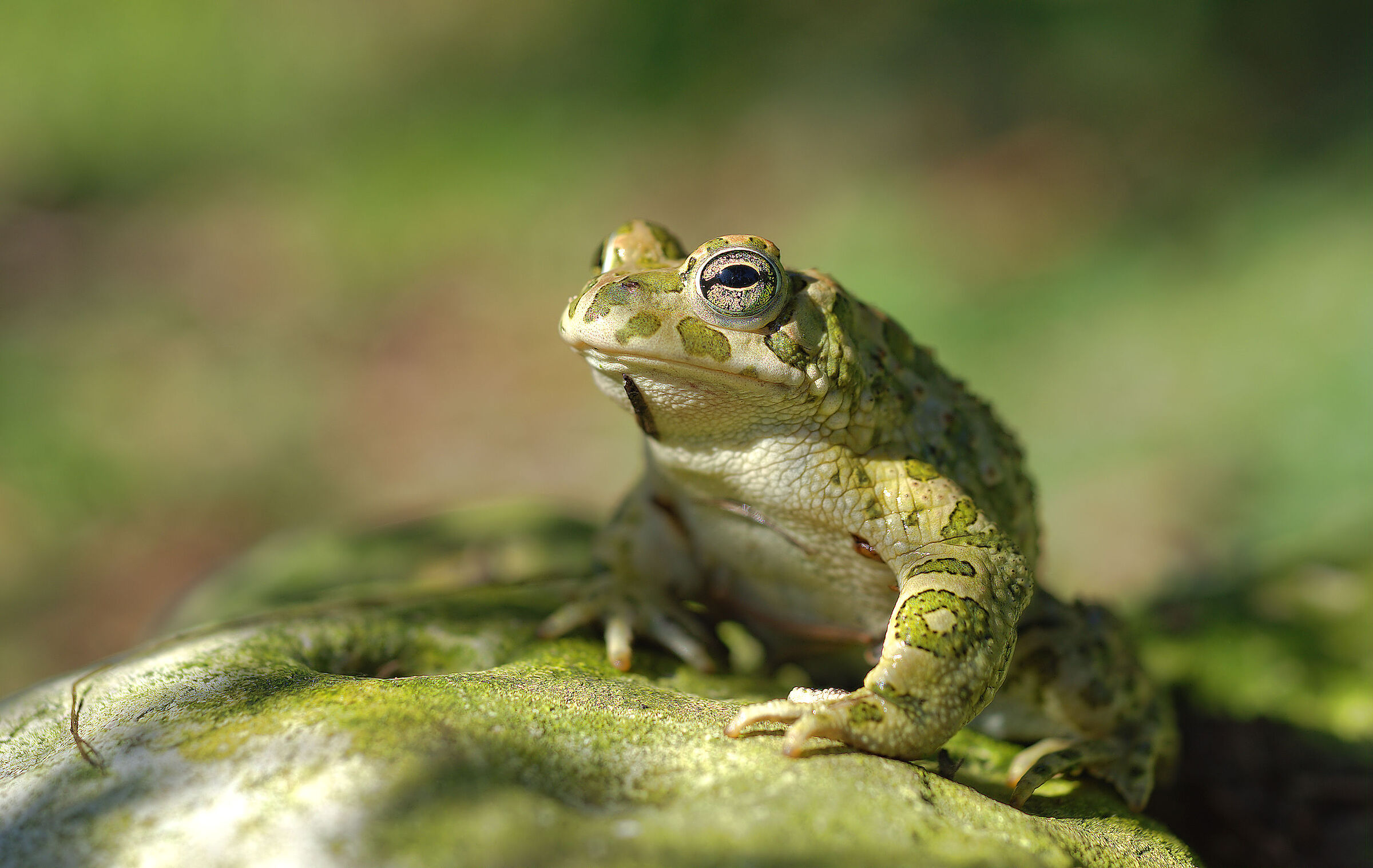 Rospo smeraldino maschio
