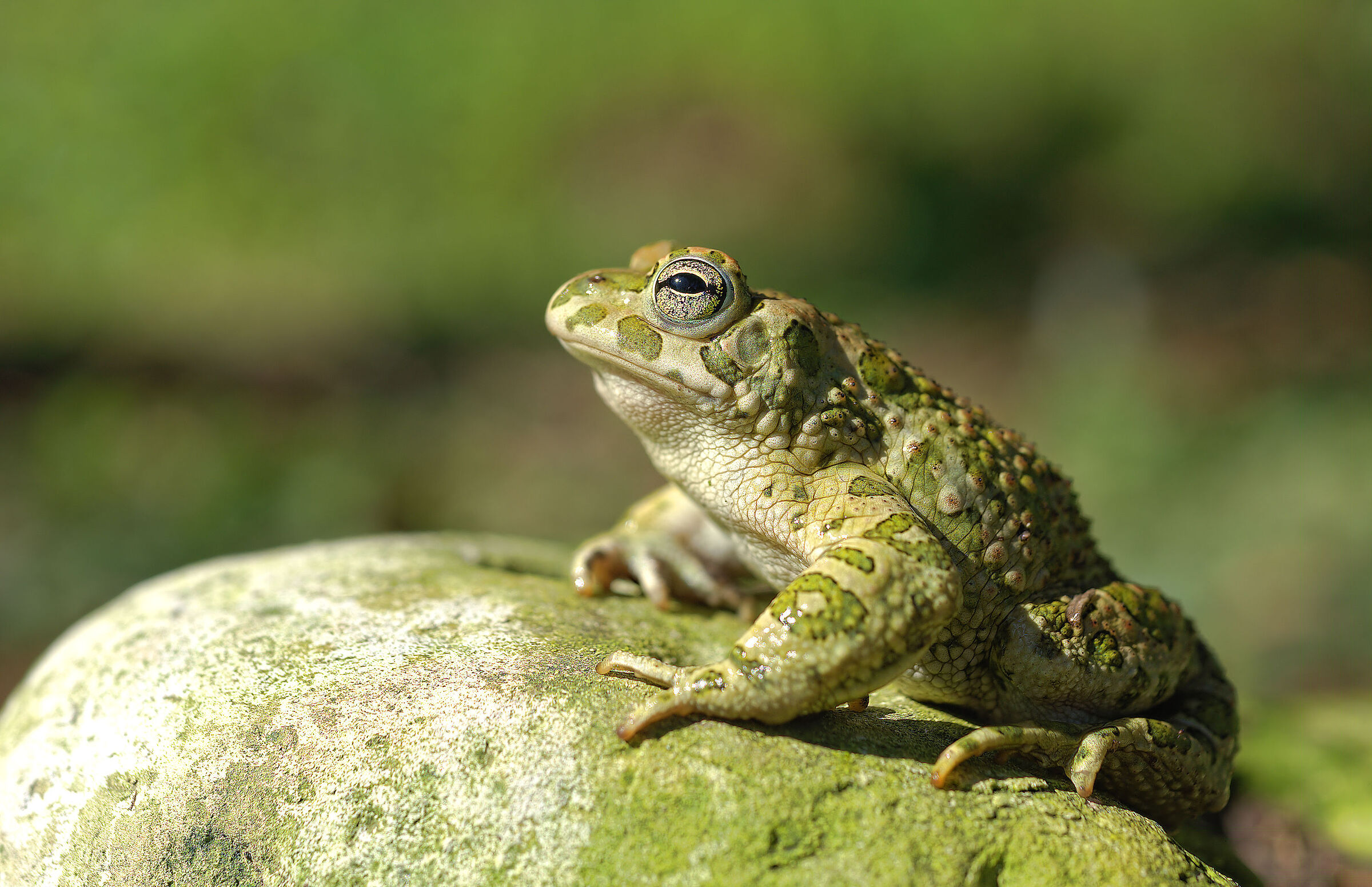 Rospo smeraldino maschio