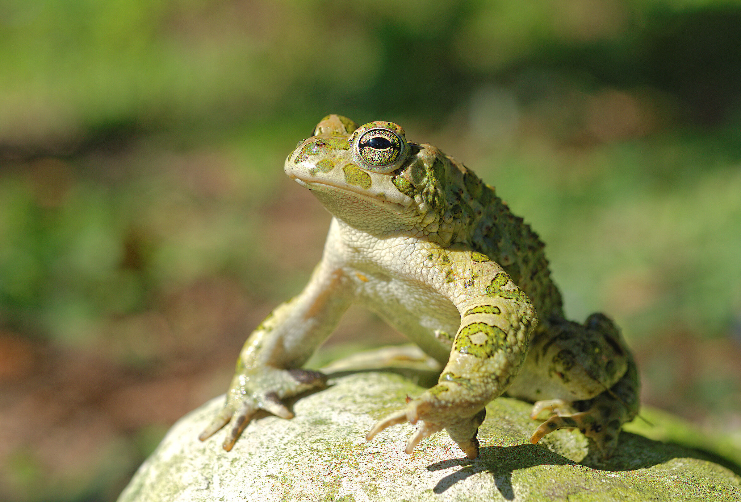 Rospo smeraldino maschio