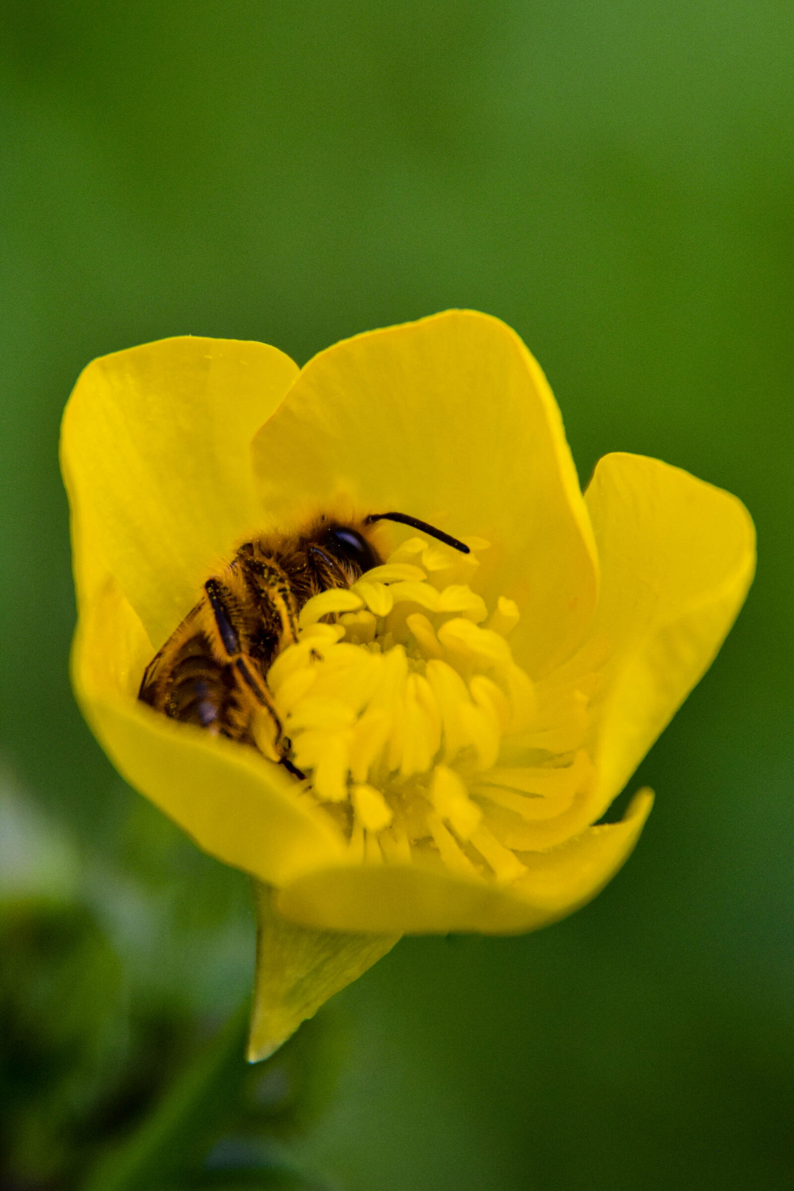 Ape addormentata dentro fiore giallo