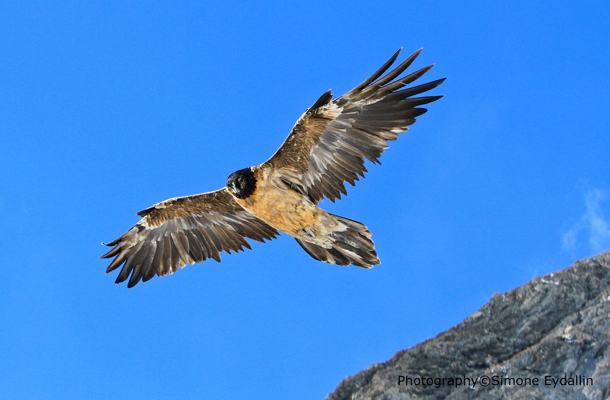 bearded vulture
