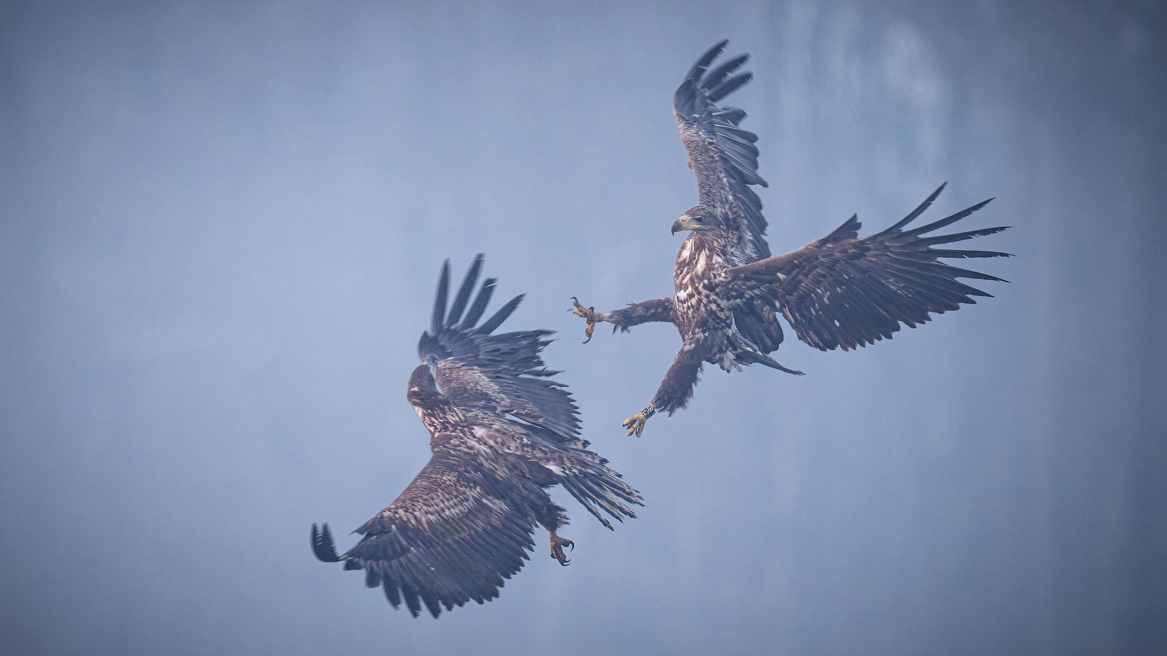 White-tailed eagles