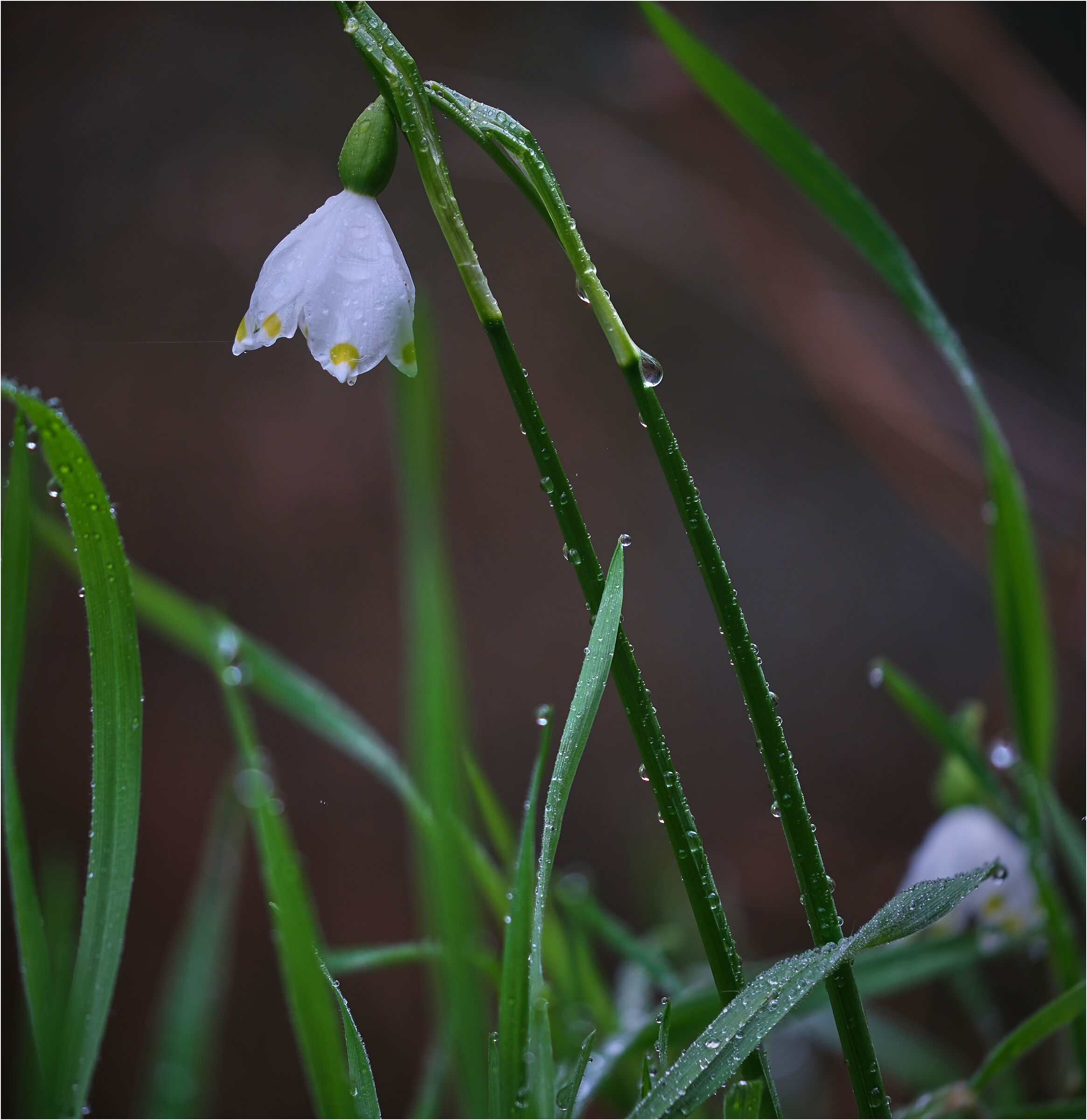 -March flower-