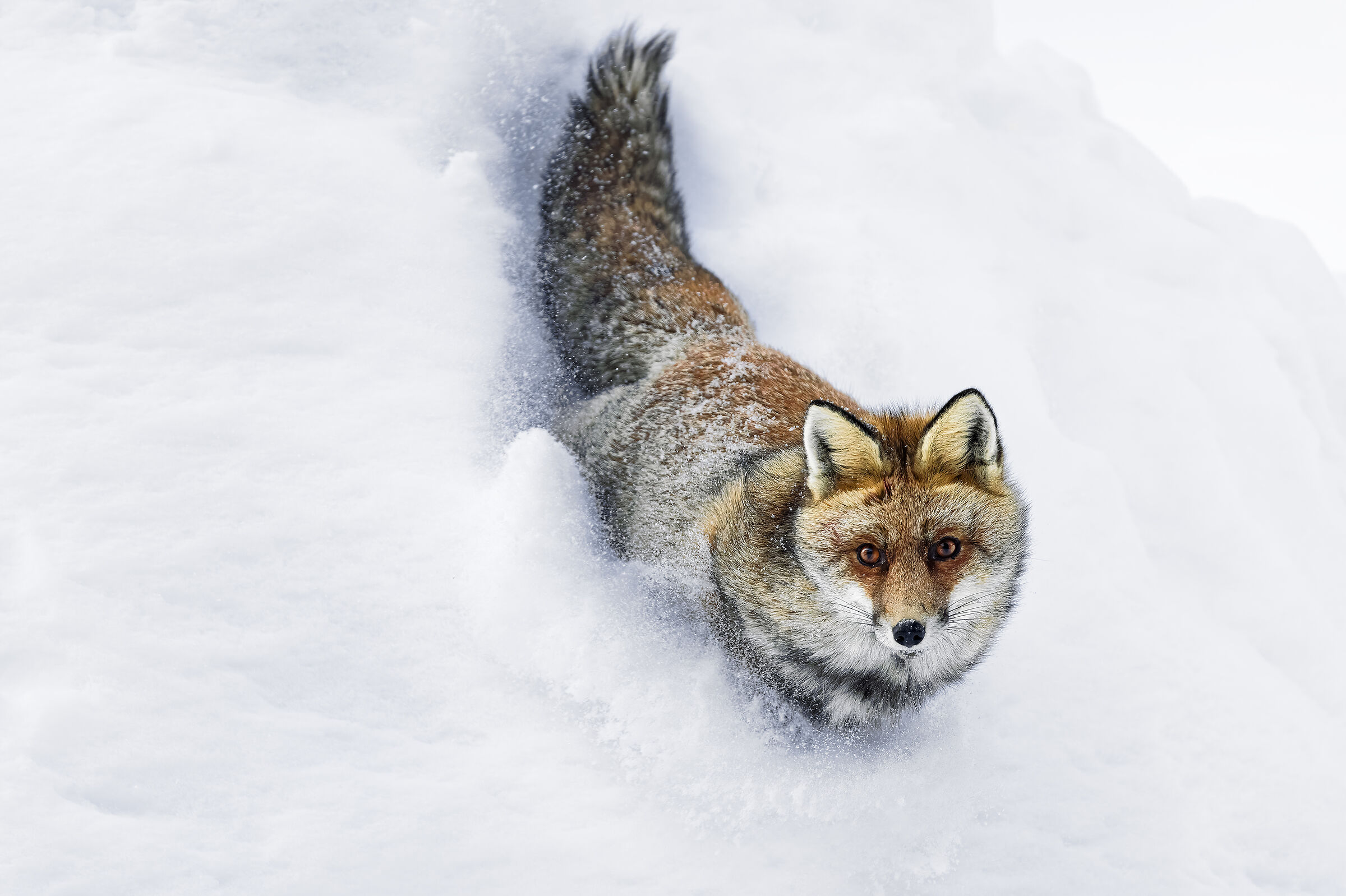 Nella neve