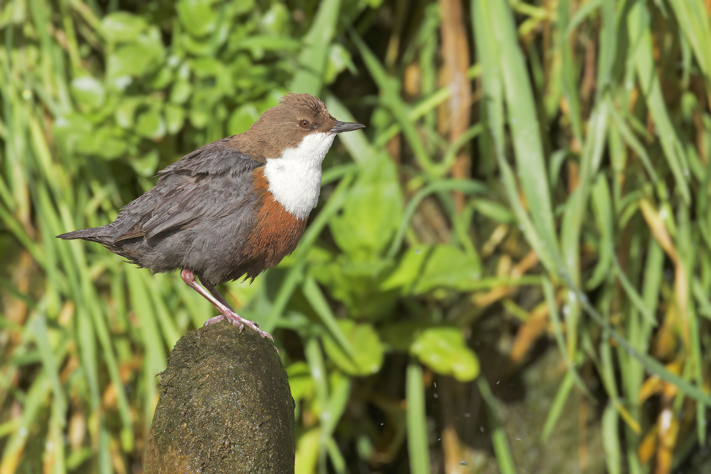 White-throated dipper