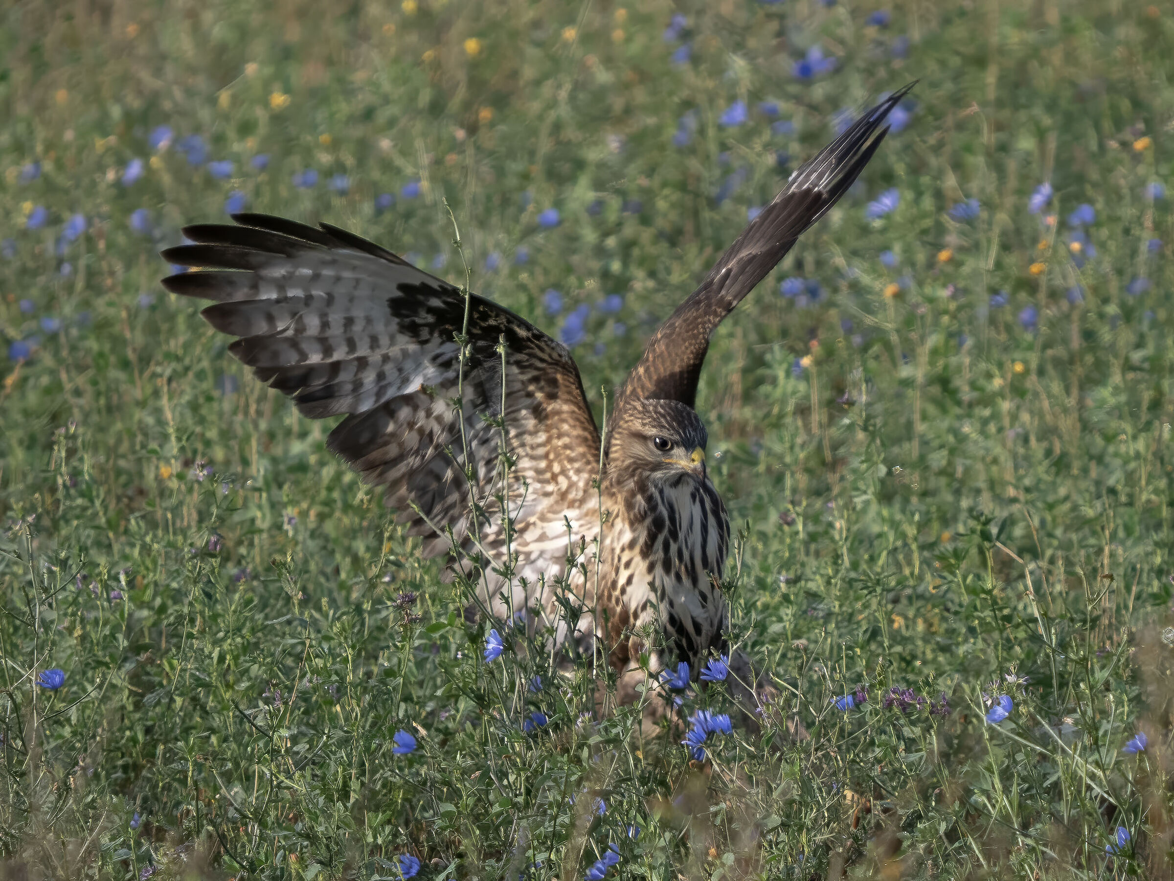Buzzard