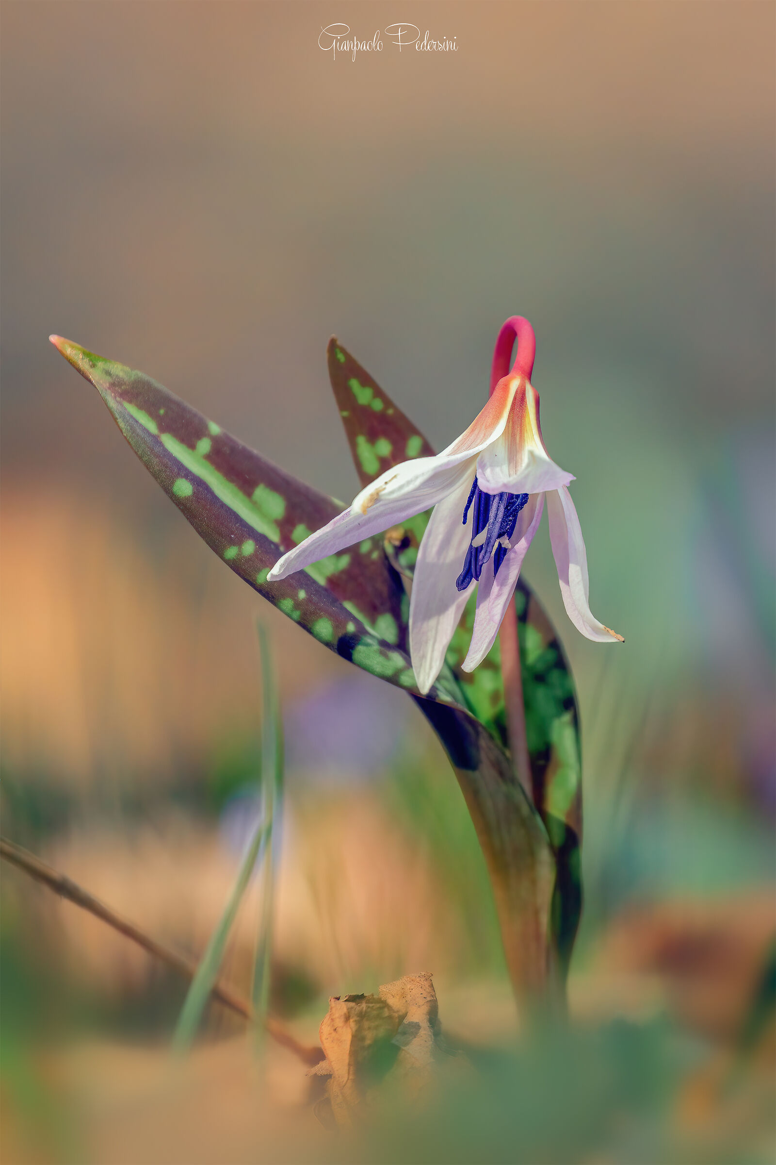 Tra i colori del bosco