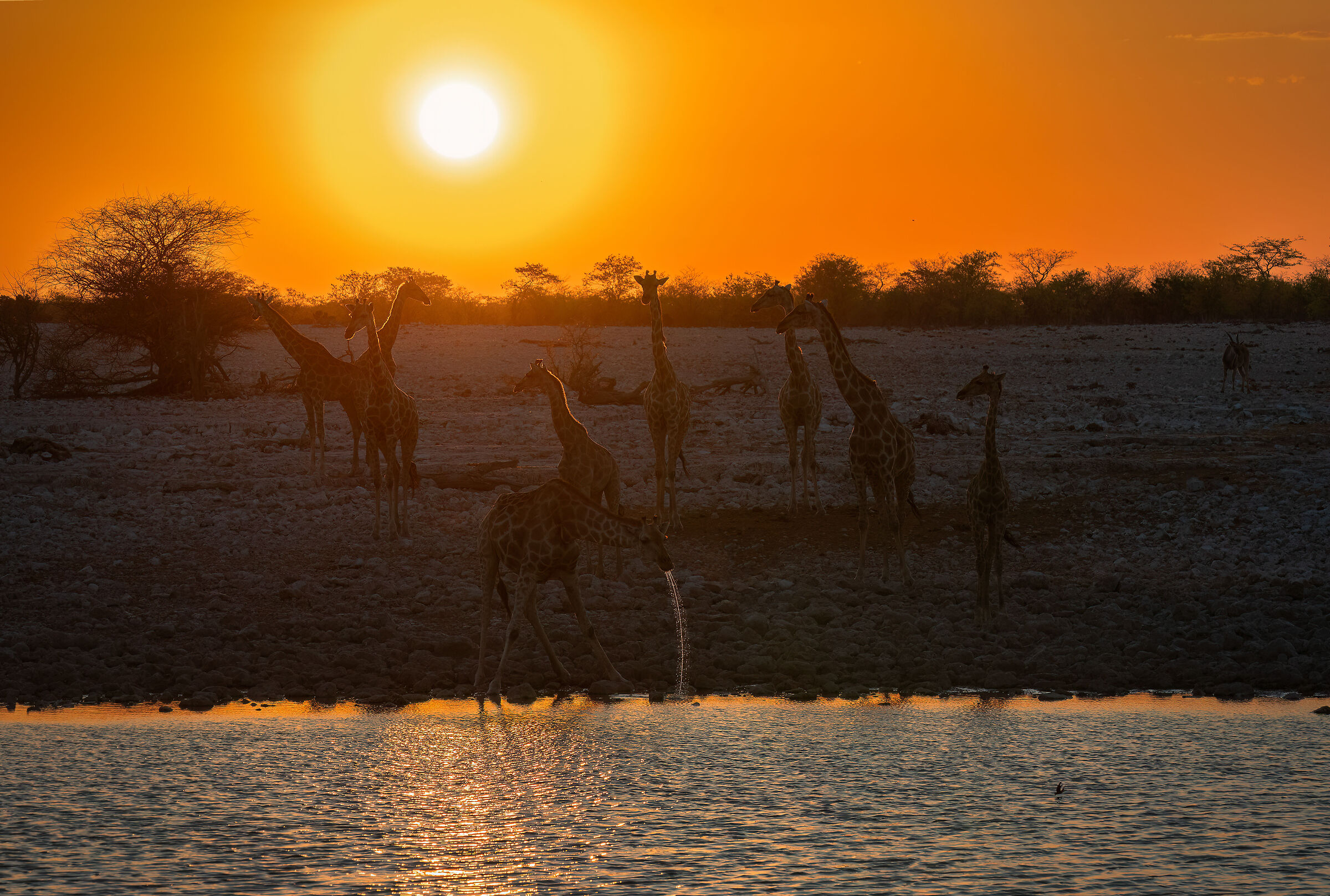 Giraffe al tramonto
