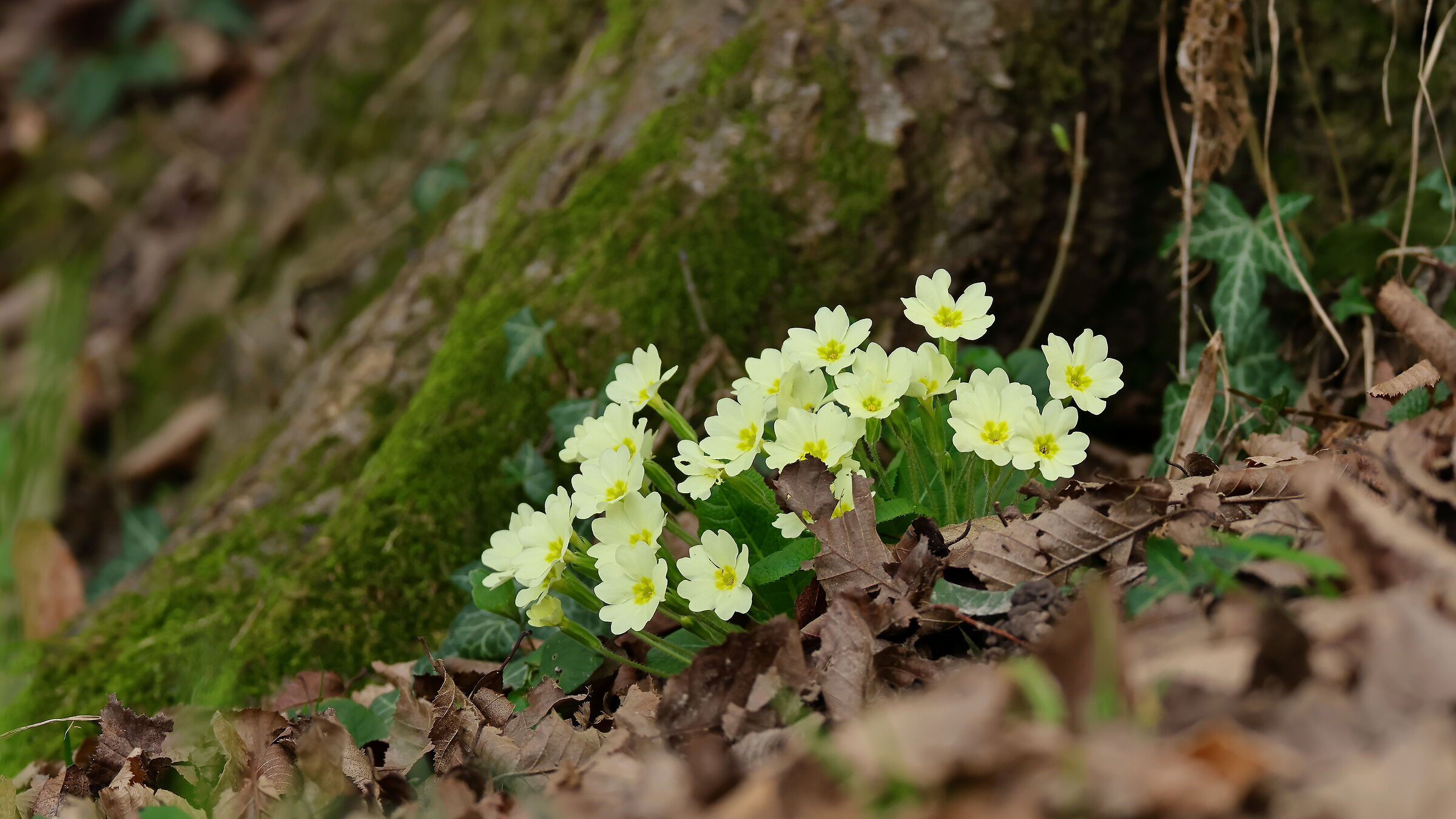 dai che è quasi primavera