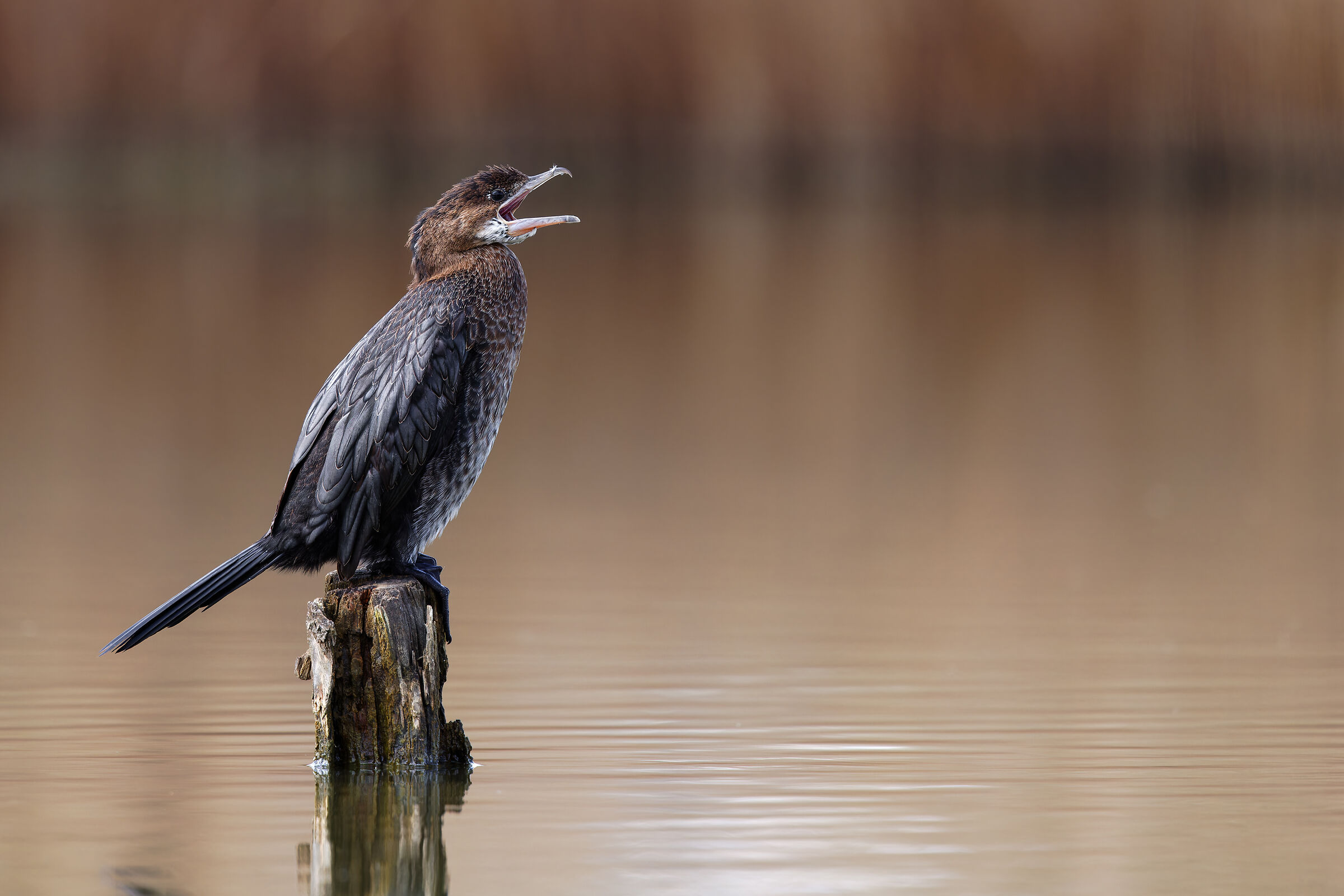 Cormorant (Microcarbo pygmeus) Tuscany-March 2025