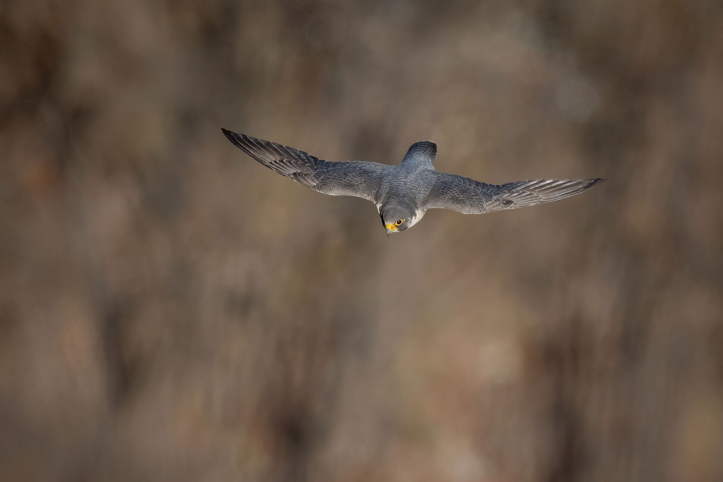 Peregrine falcon set