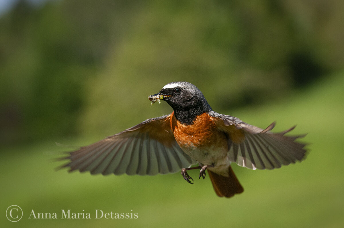 Redstart Phoenicurus phoenicurus