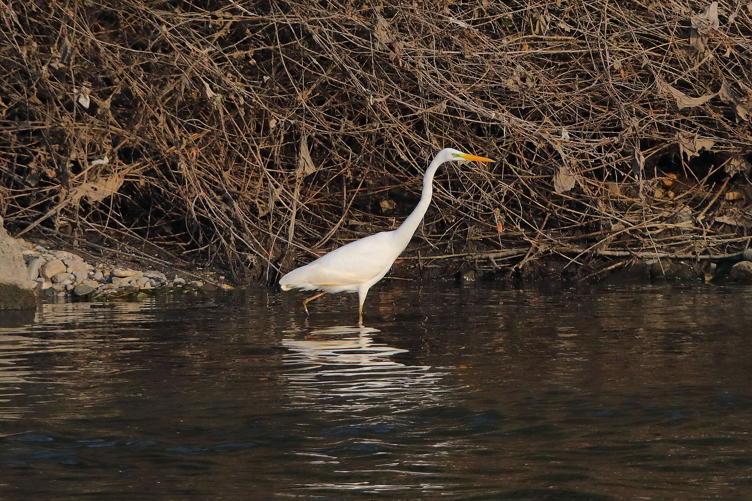 Airone BM 09 novembre 2024 - 0357