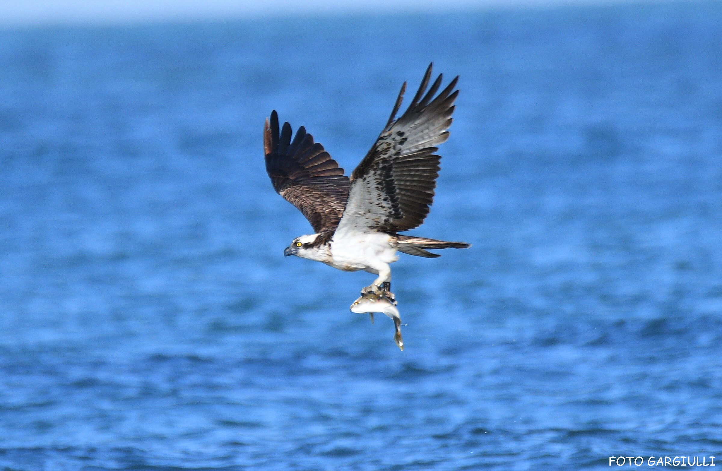 Osprey with prey