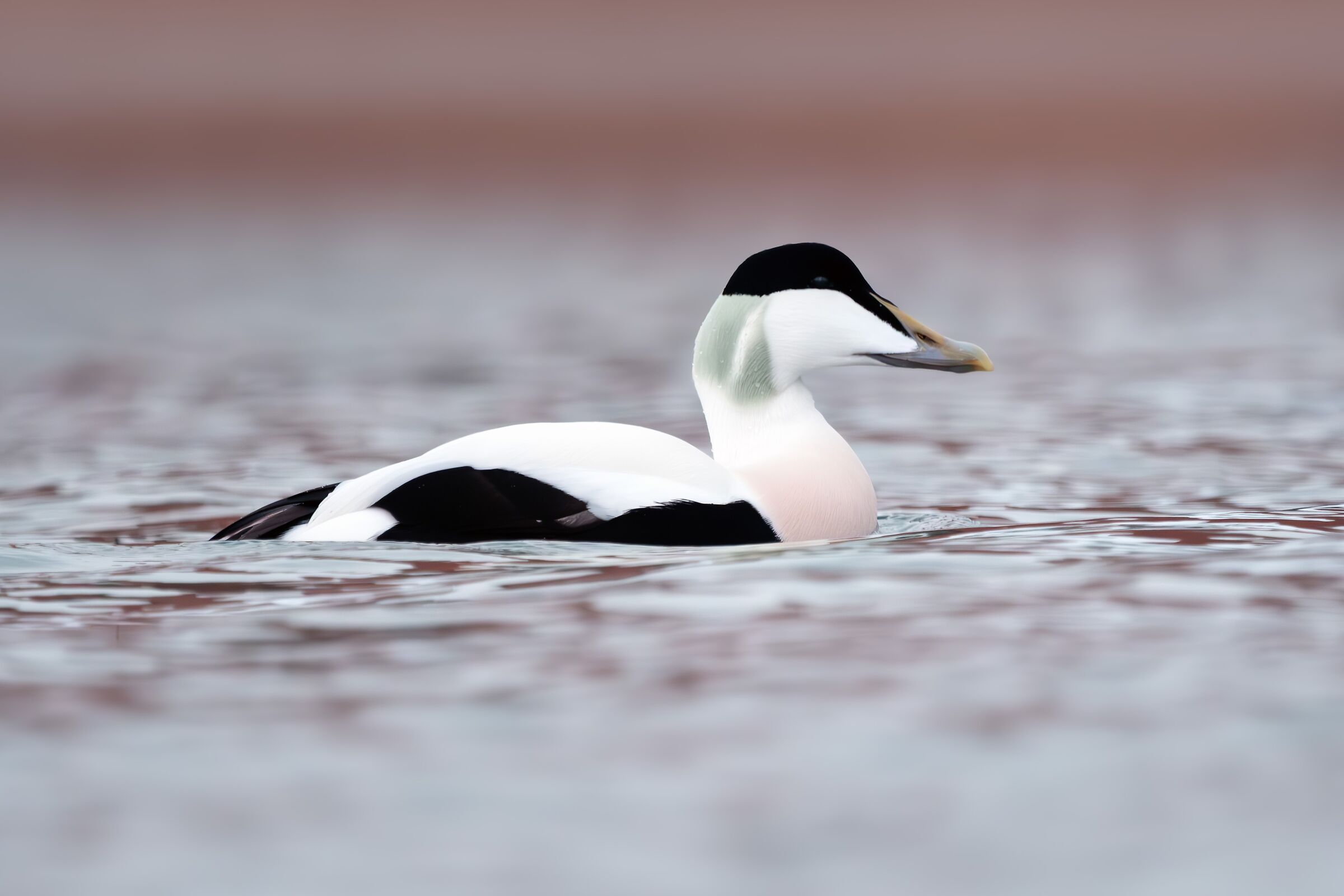 Eider (Somateria mollissima)