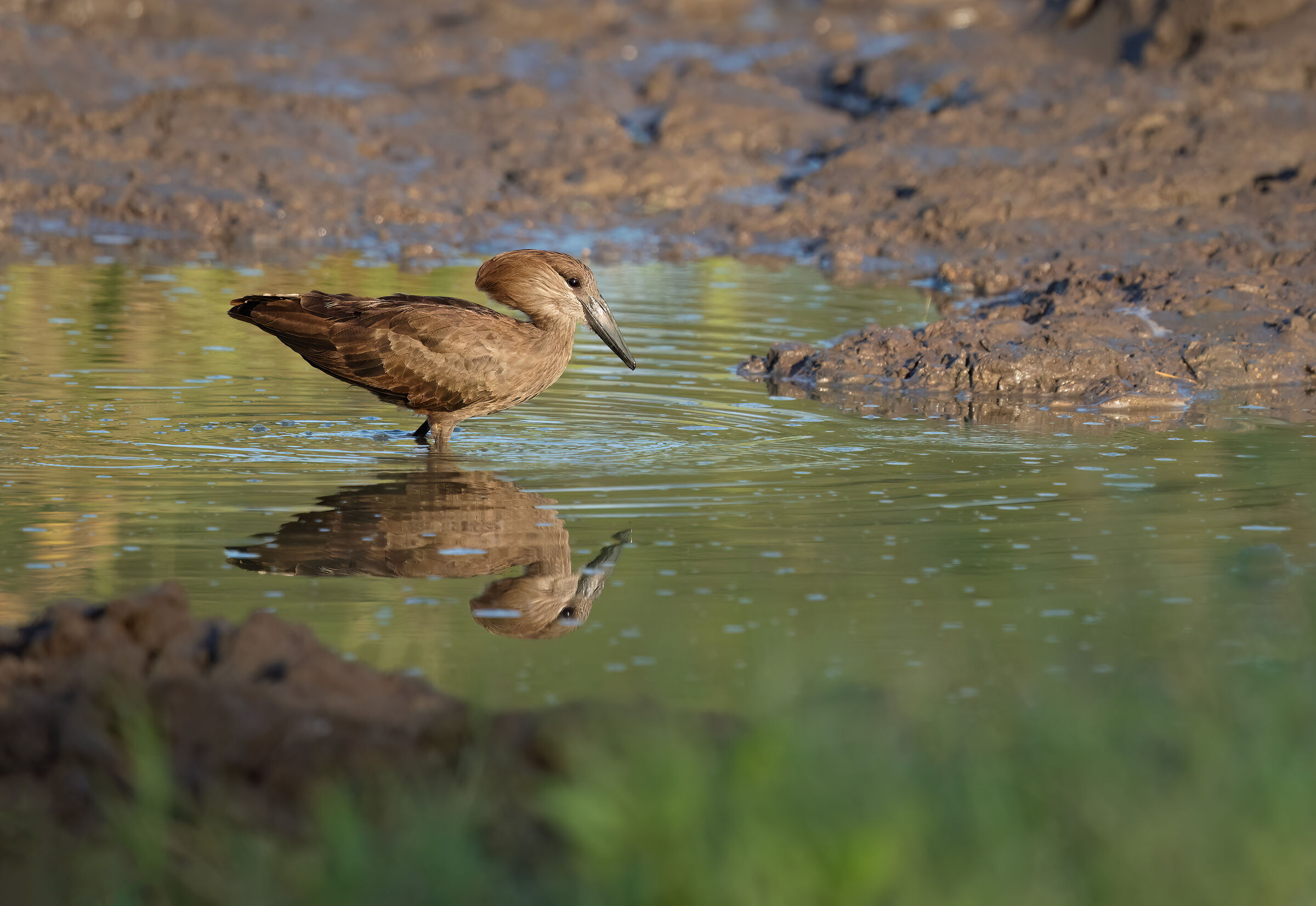 Umbretta, uccello martello
