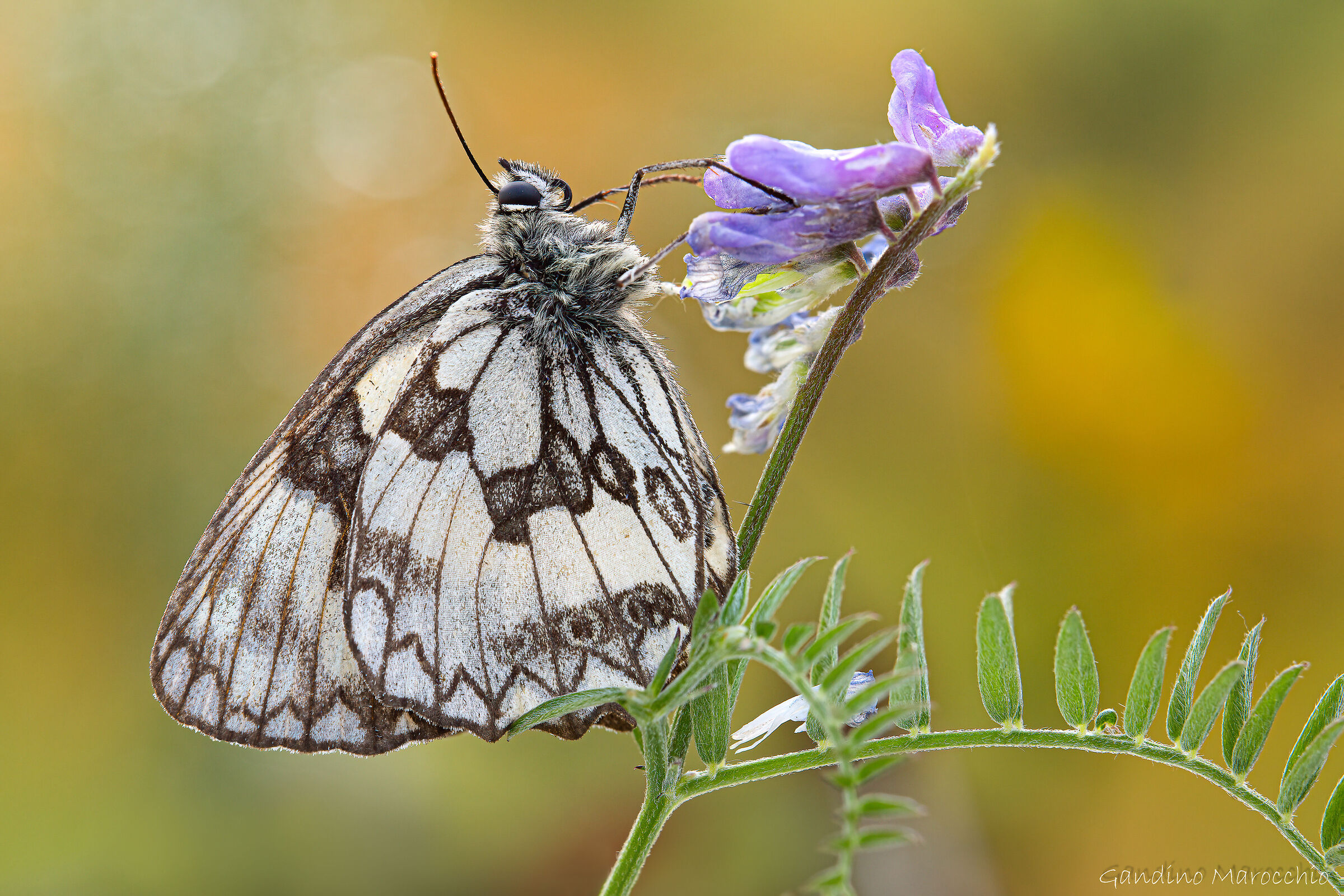 Melanargia Galathea