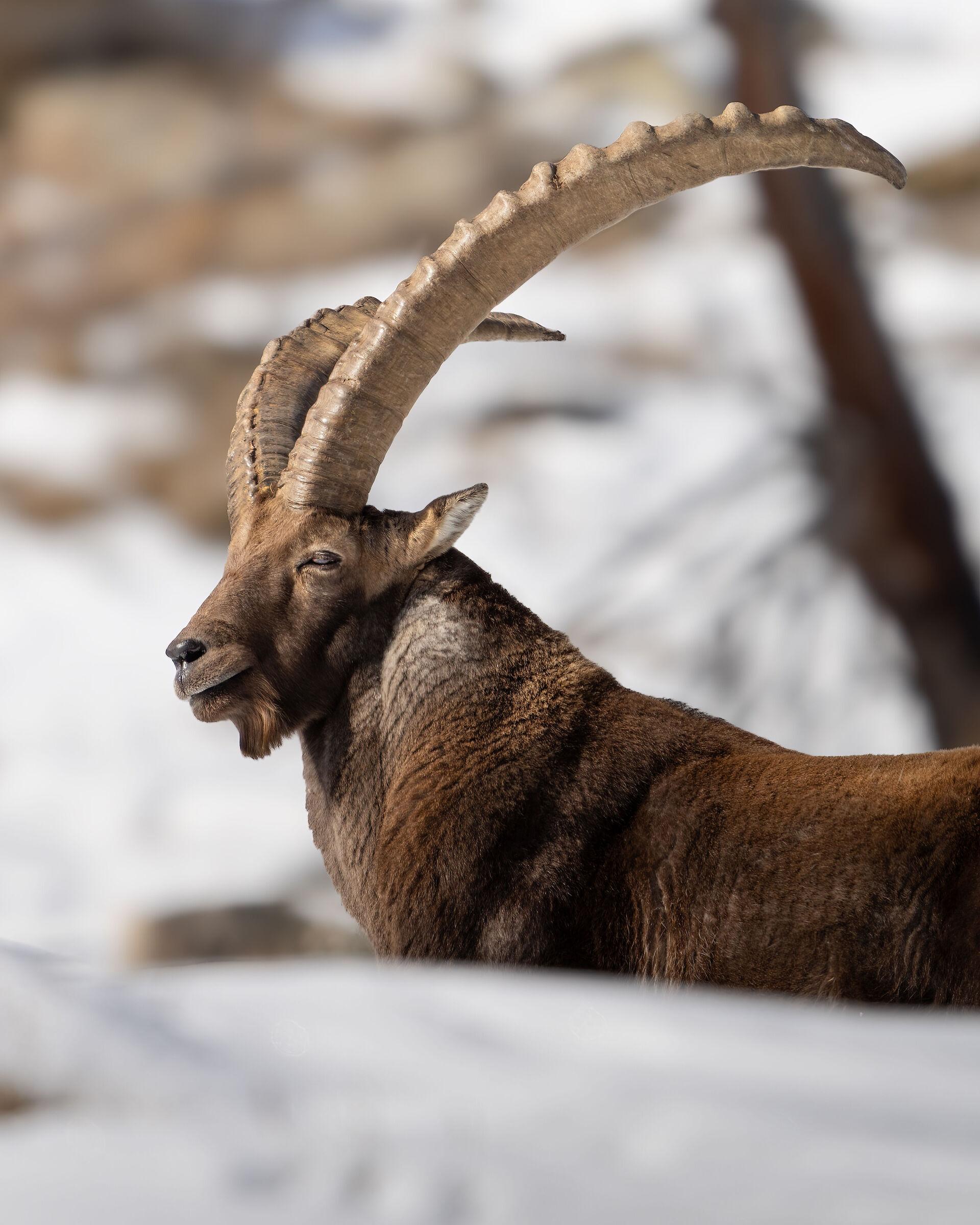 Ibex