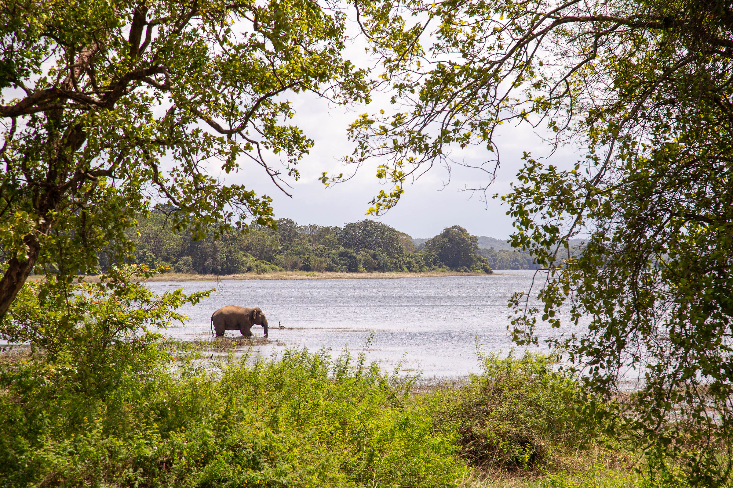 Elefante rinfrescato