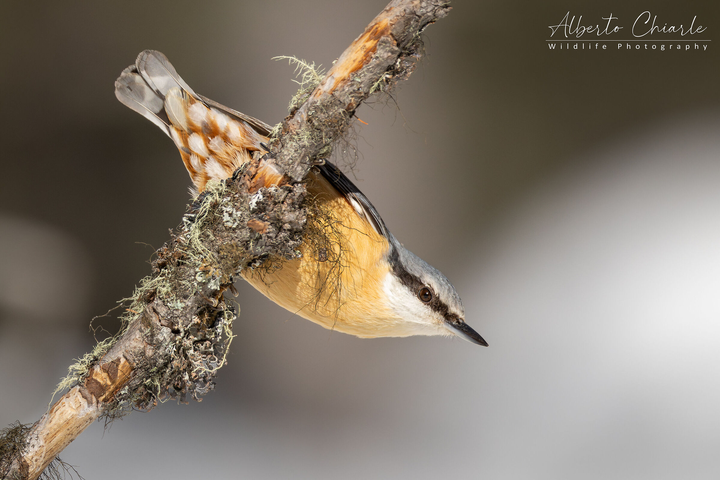 Wood nuthatch