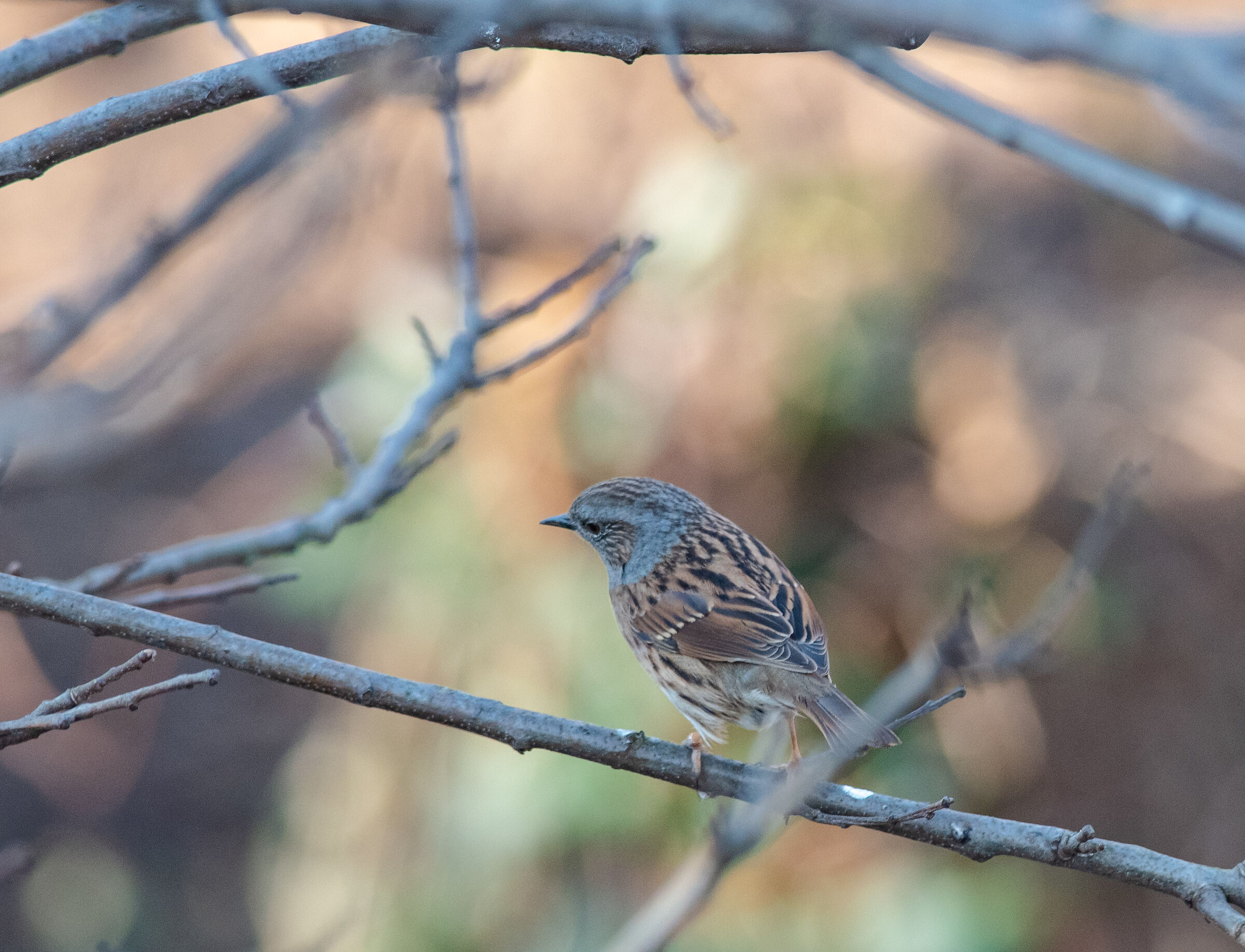Dunnock