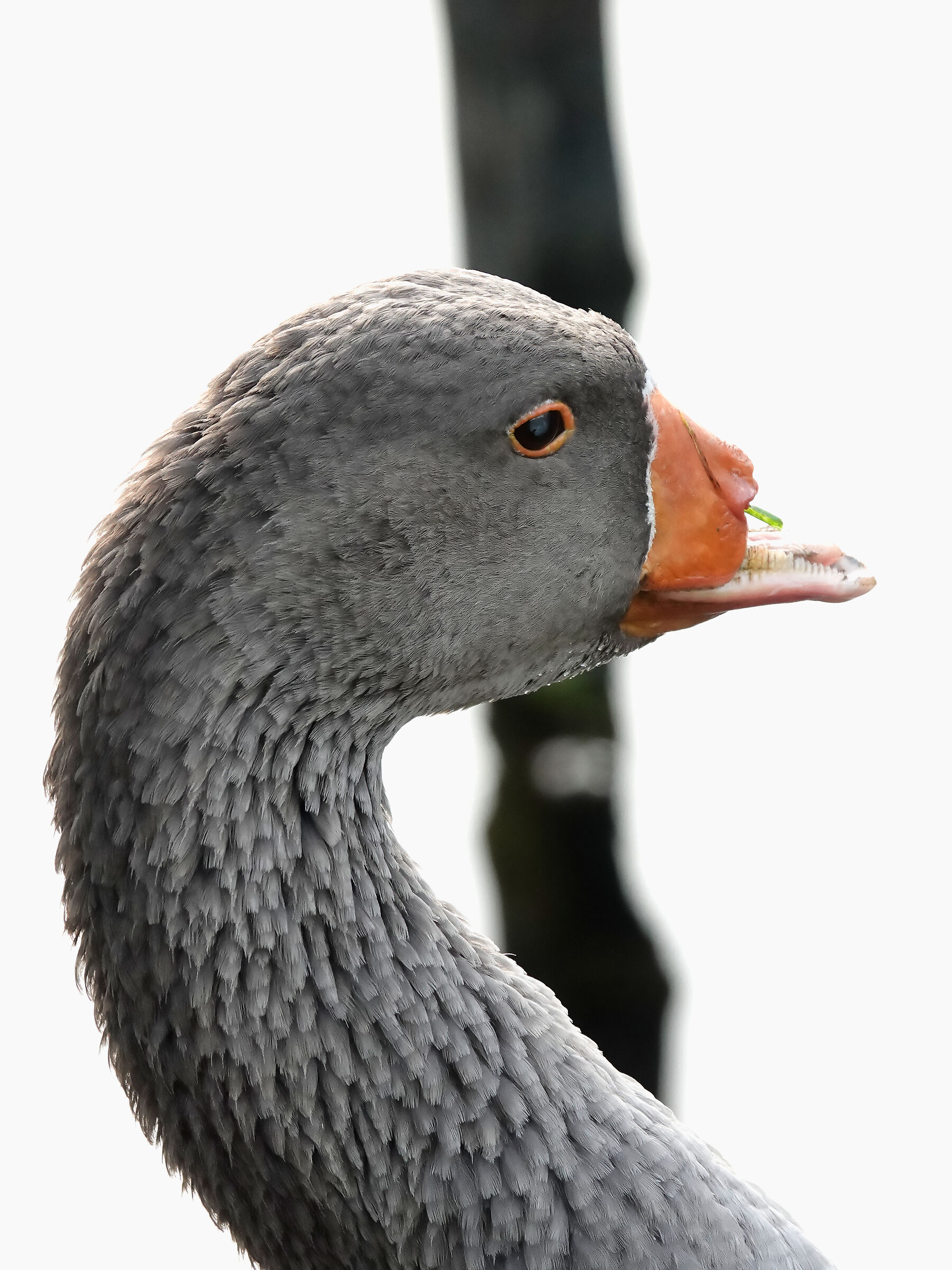 SEGRINO_2024 (_DSC3797-1)