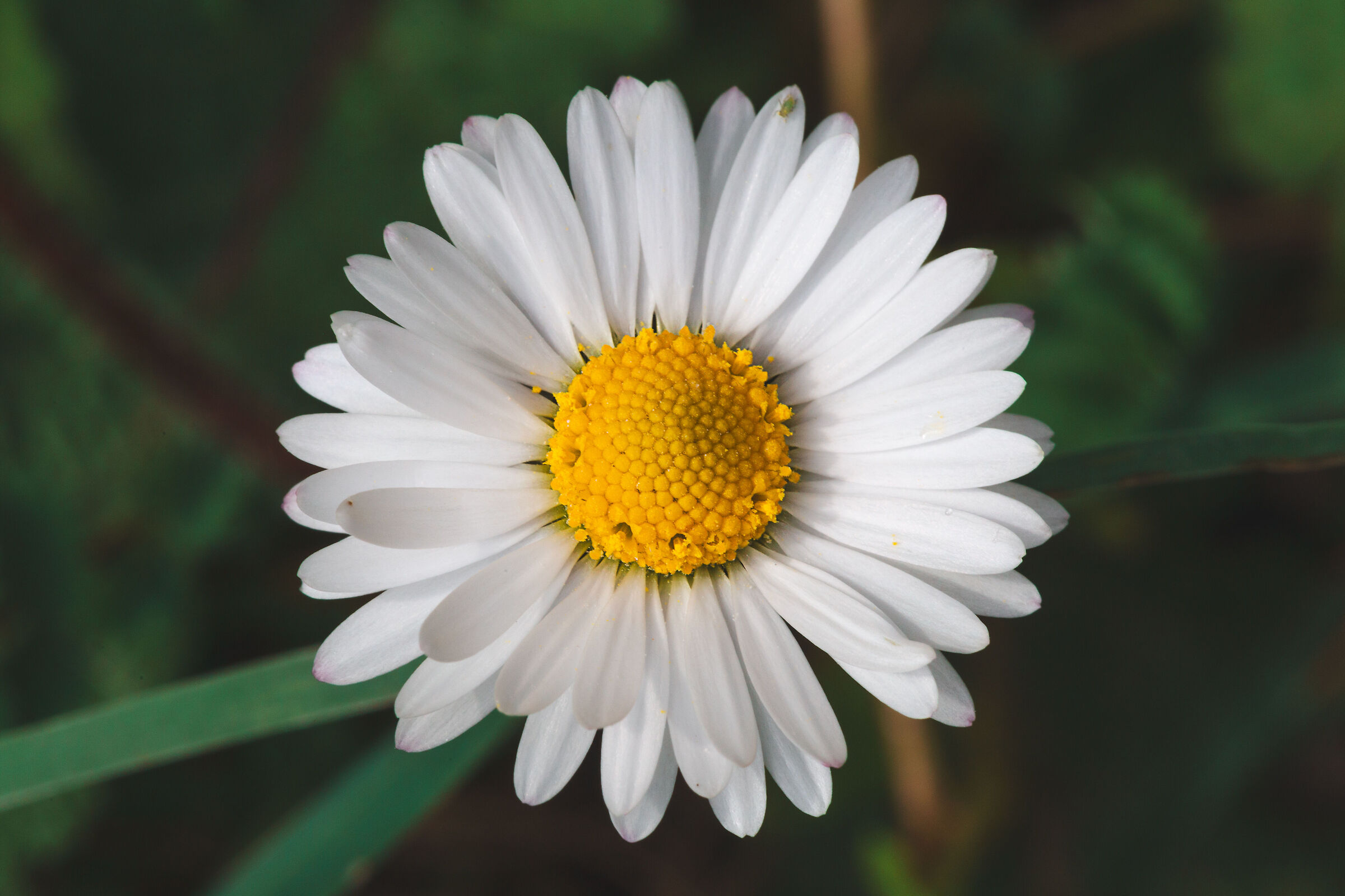 Bellis perennis, "una minuscola massaia tra l'erba&...